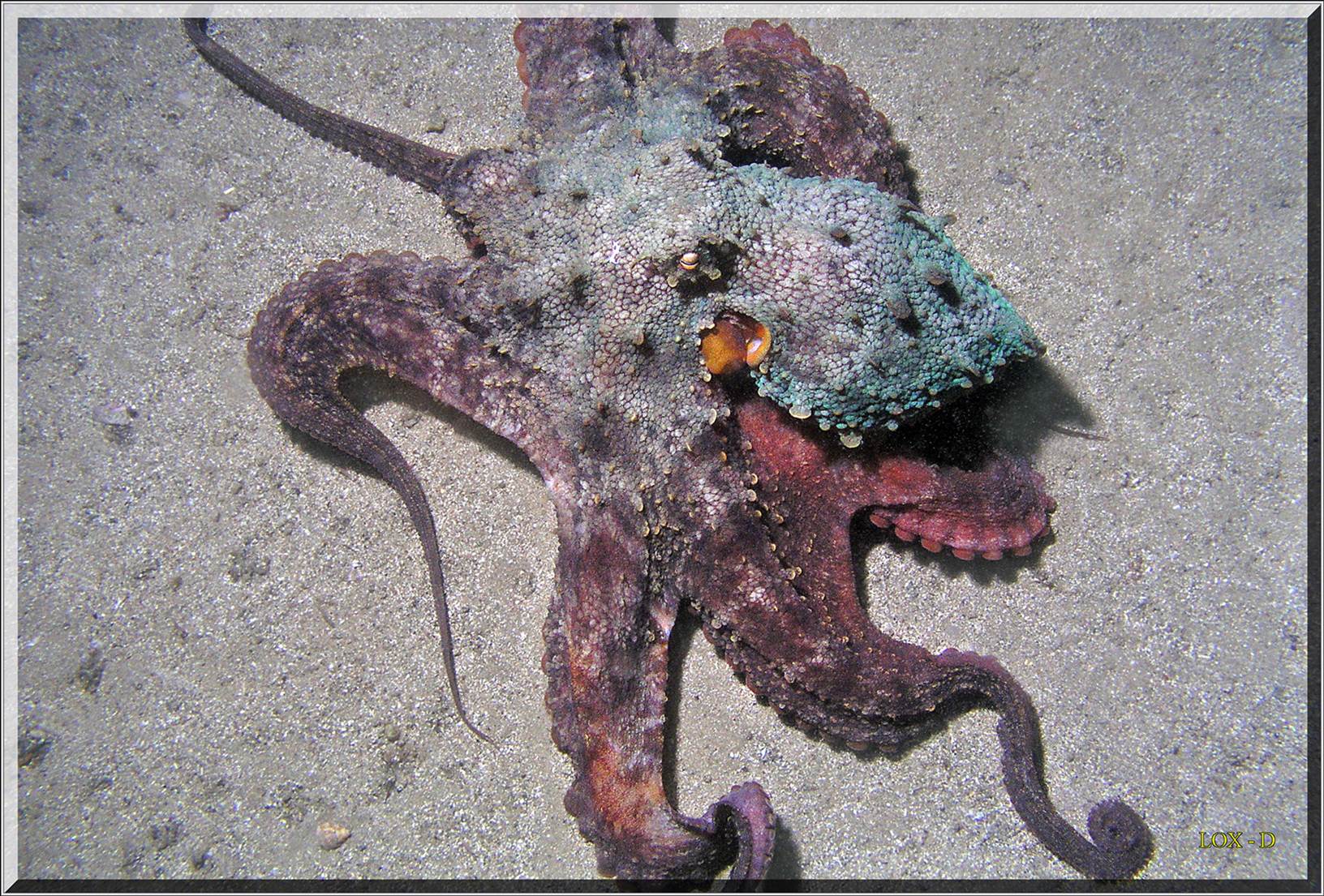 LoxPix Sub-Aqua Image