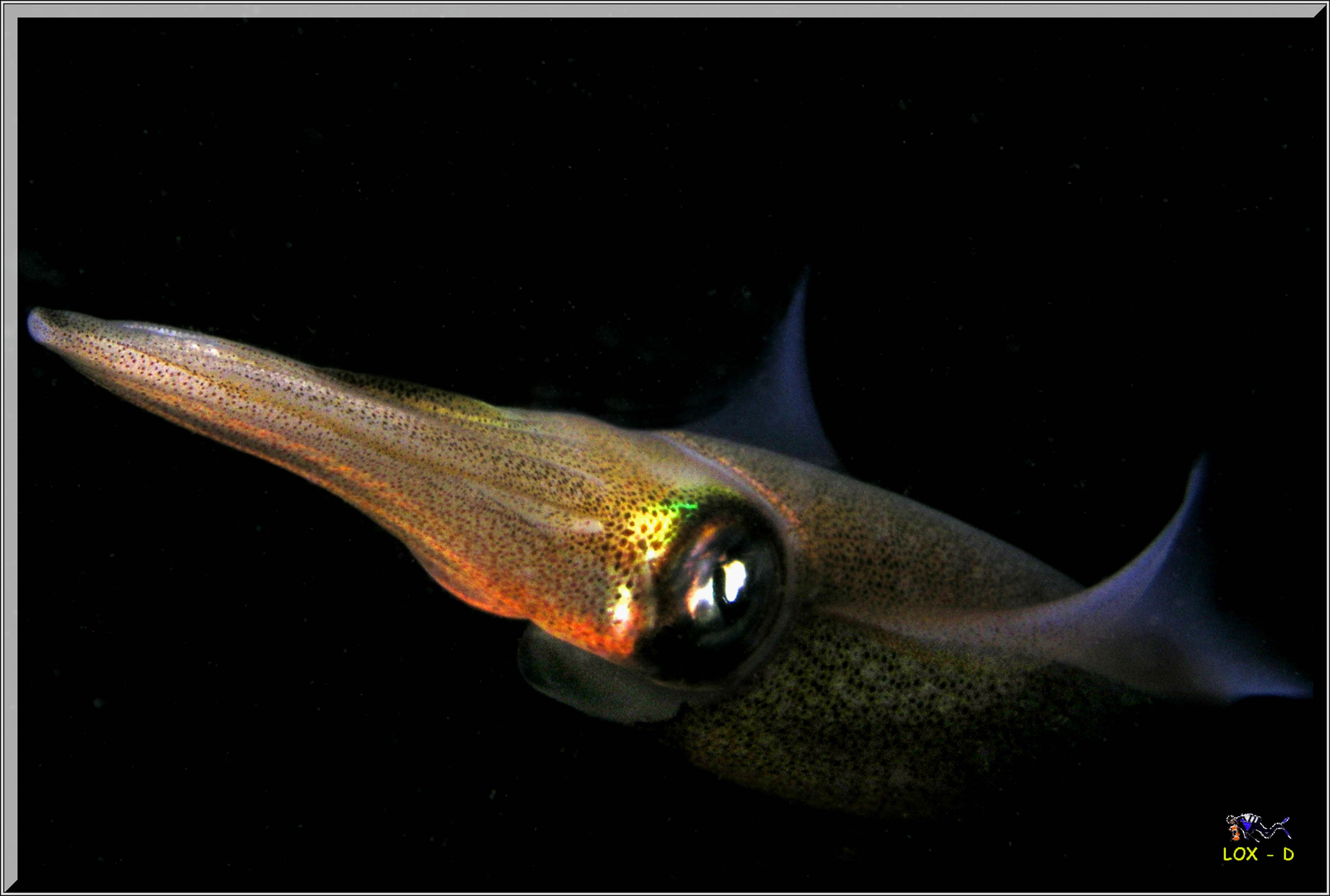 LoxPix Sub-Aqua Image