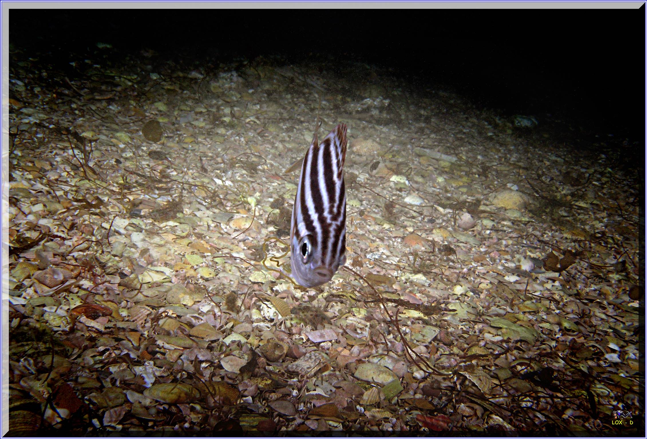 LoxPix Sub-Aqua Image