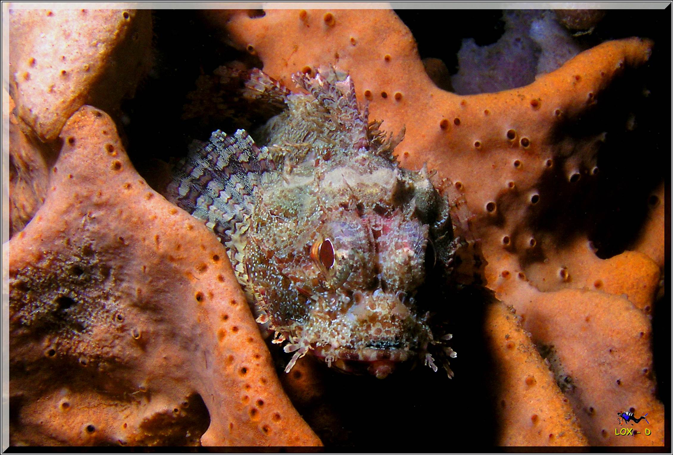 LoxPix Sub-Aqua Image