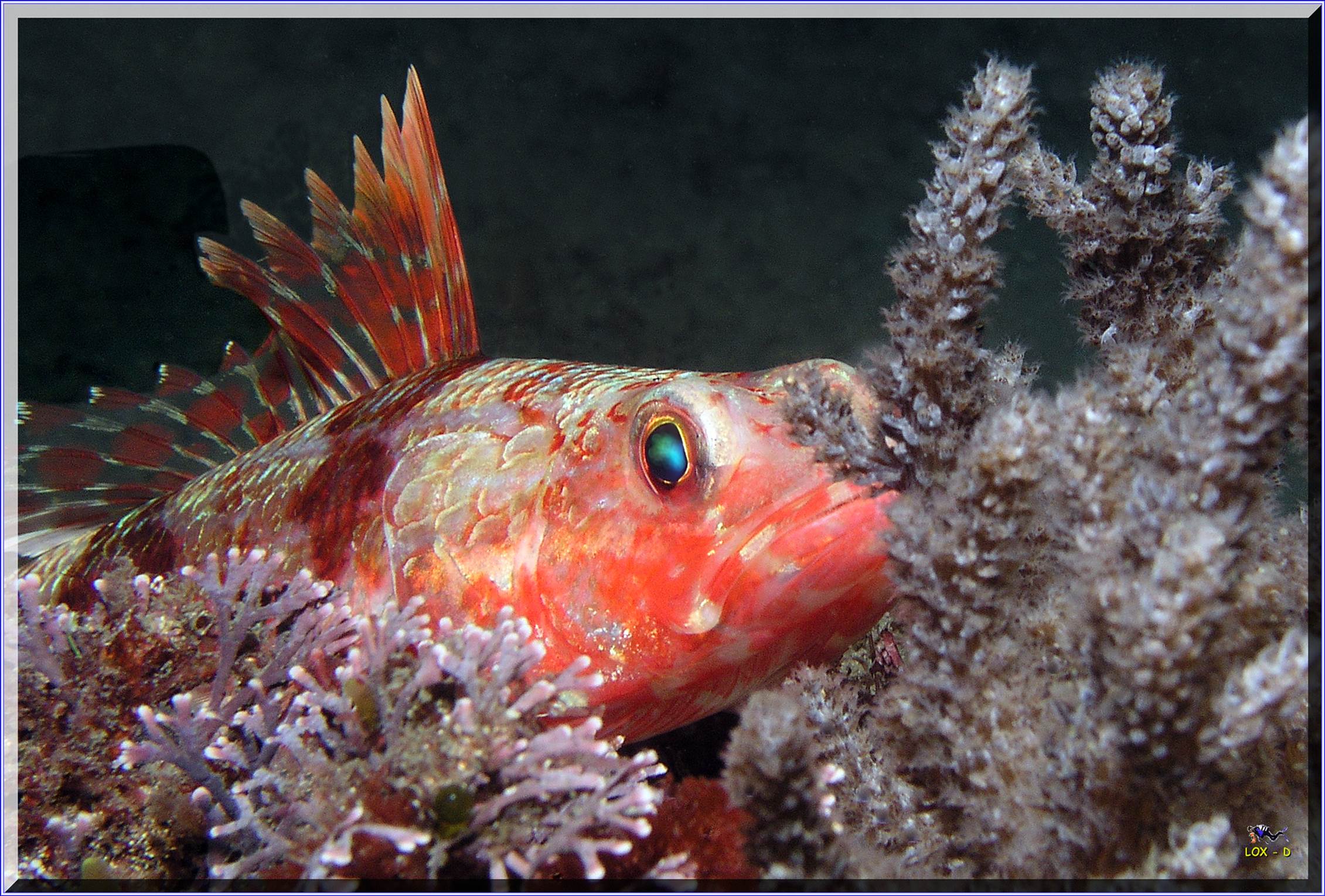 LoxPix Sub-Aqua Image