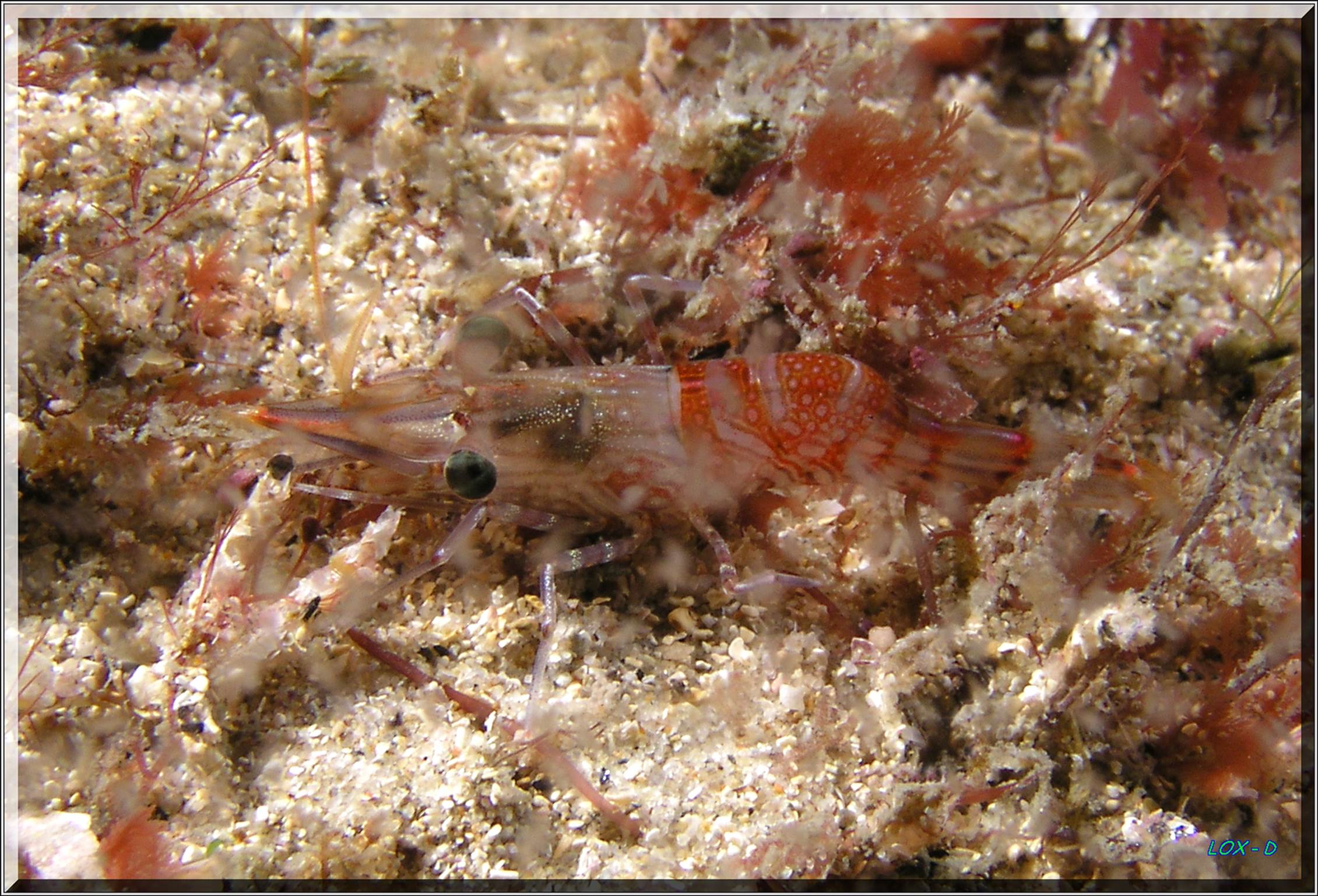 LoxPix Sub-Aqua Image