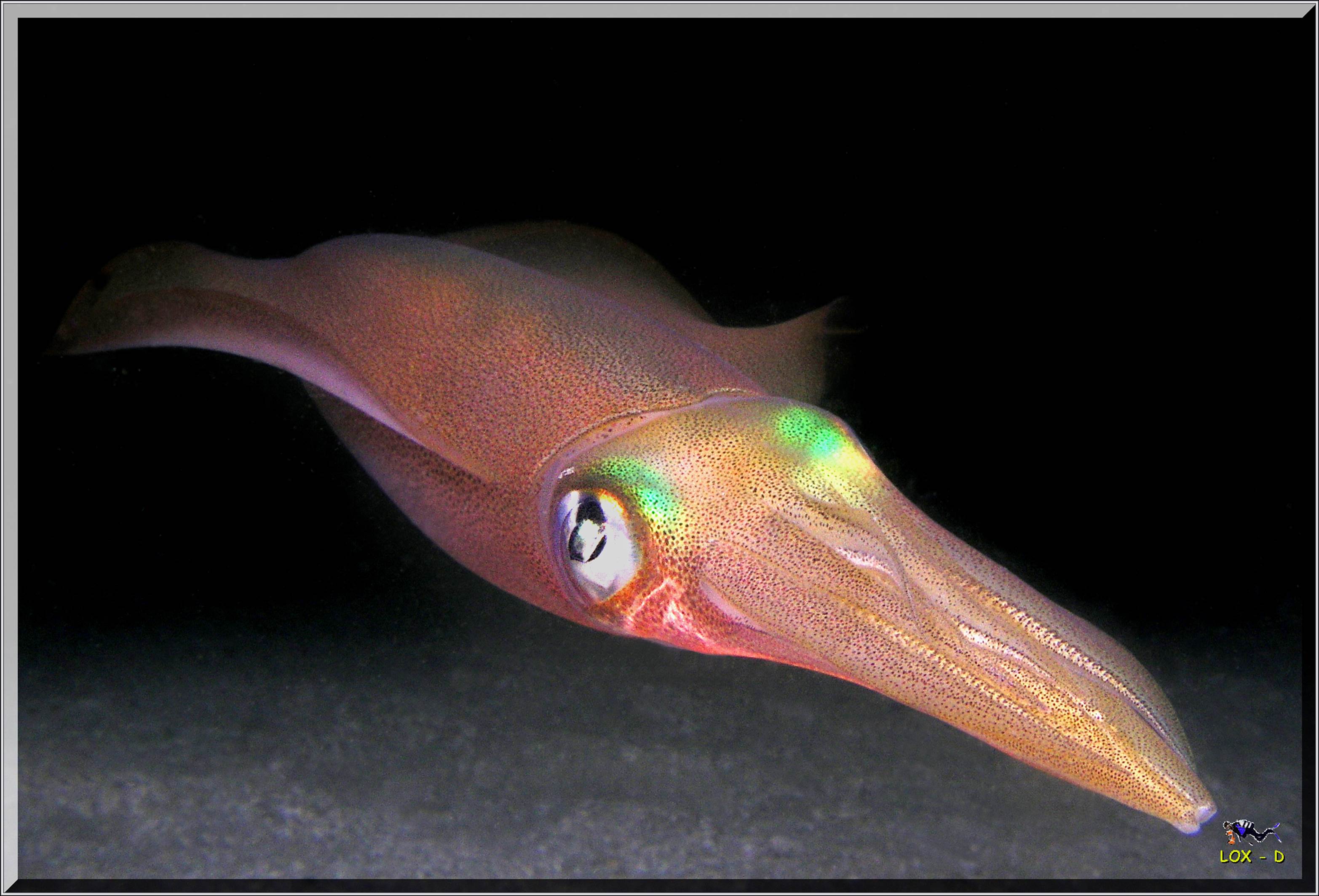 LoxPix Sub-Aqua Image