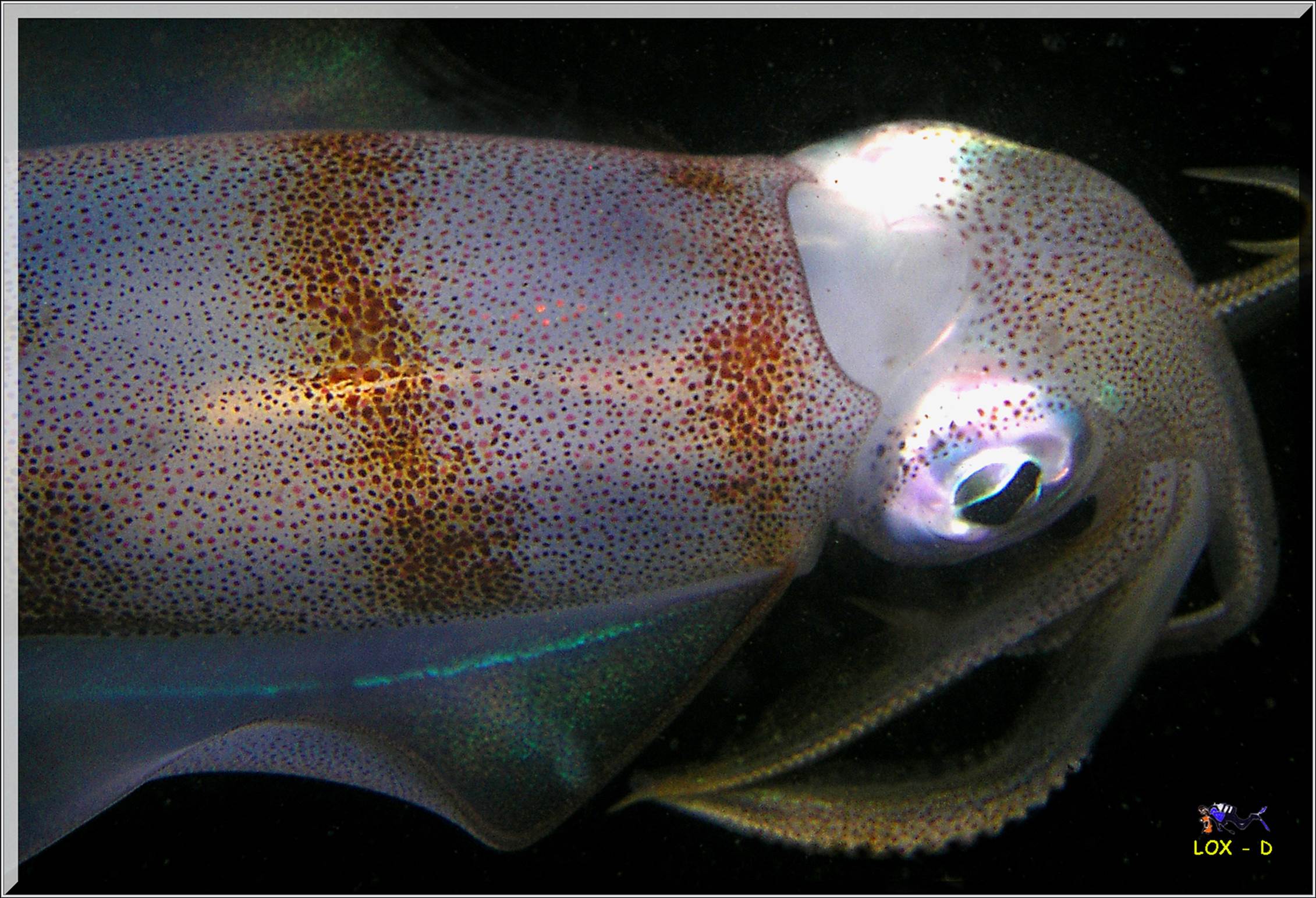 LoxPix Sub-Aqua Image