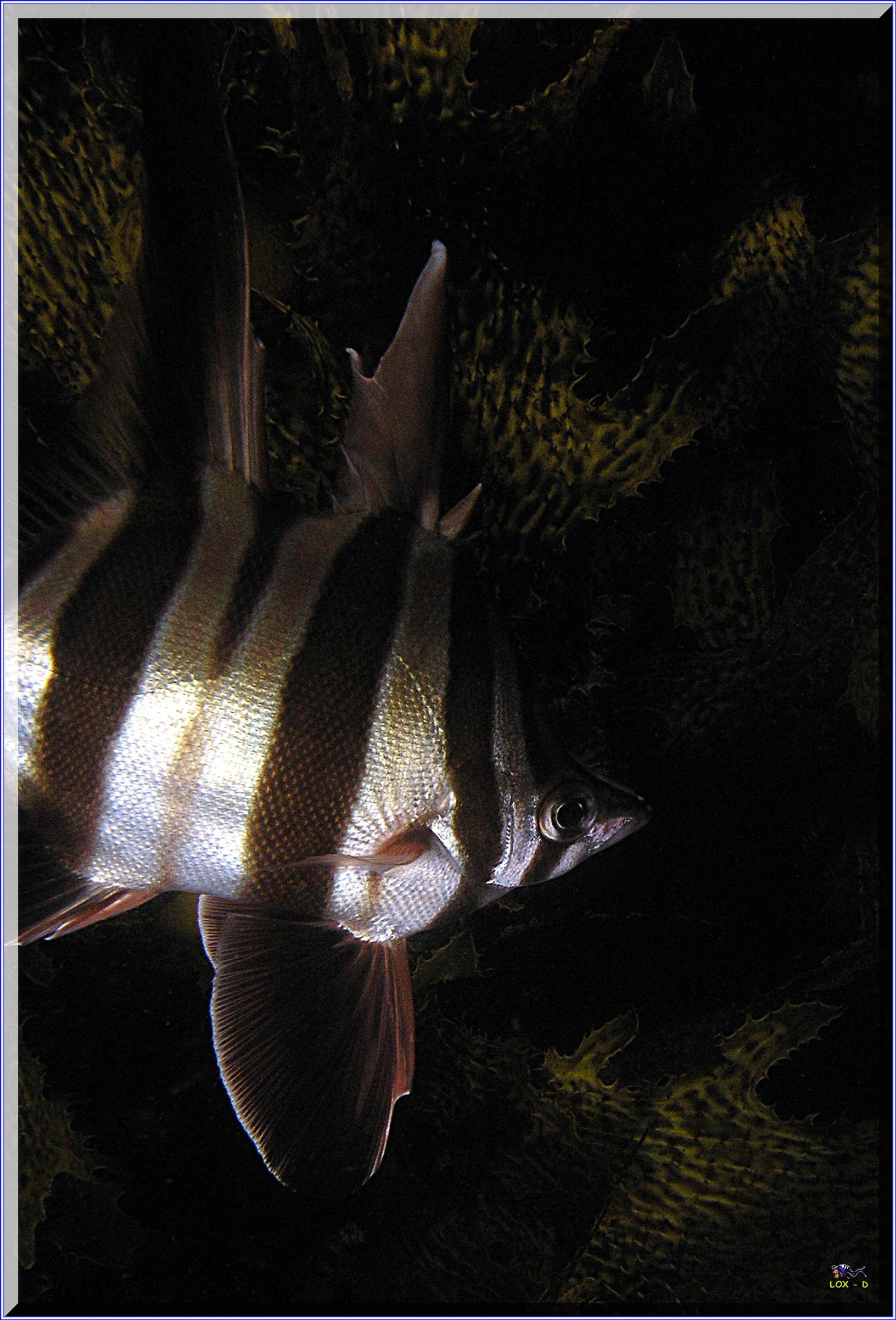 LoxPix Sub-Aqua Image