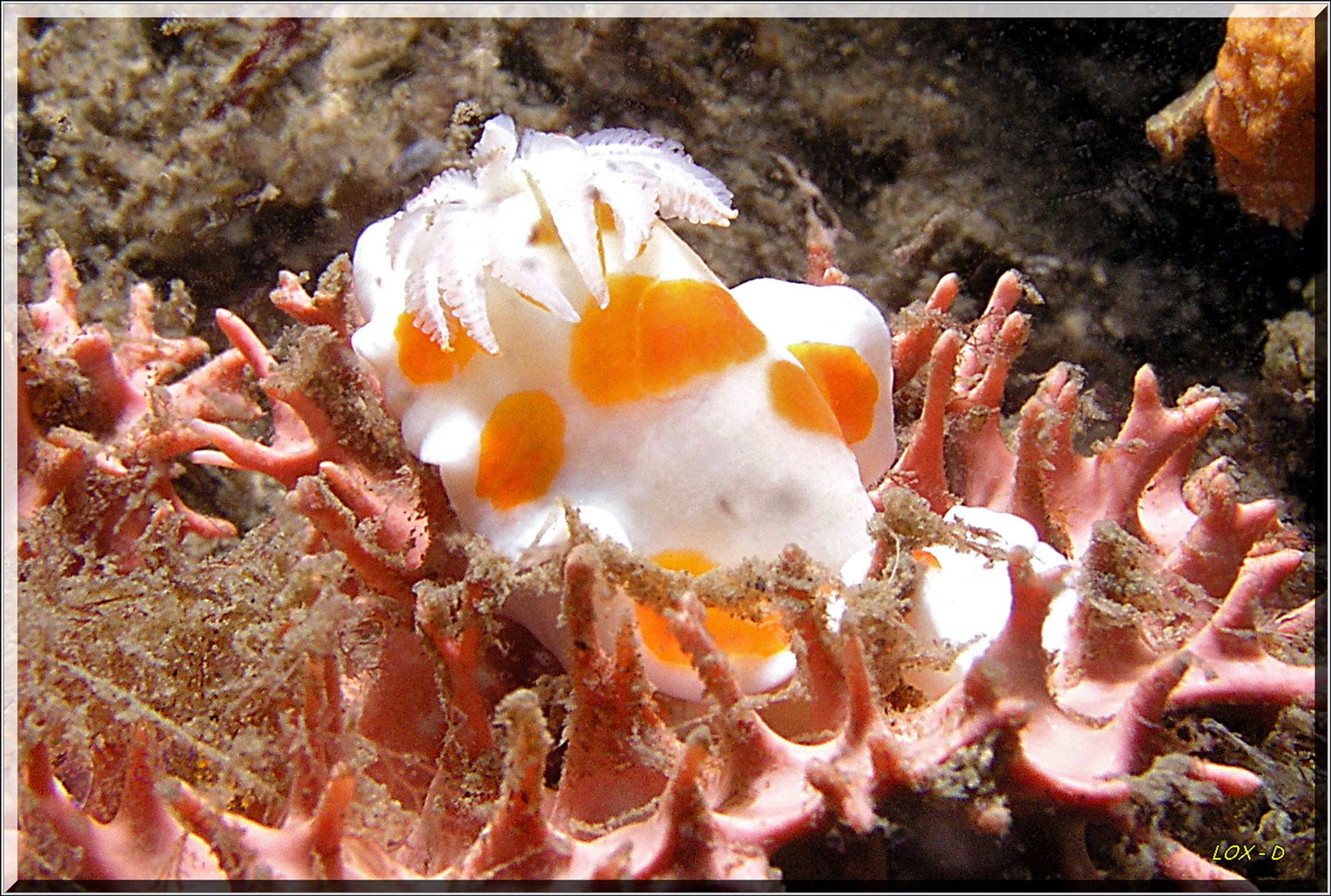 LoxPix Sub-Aqua Image