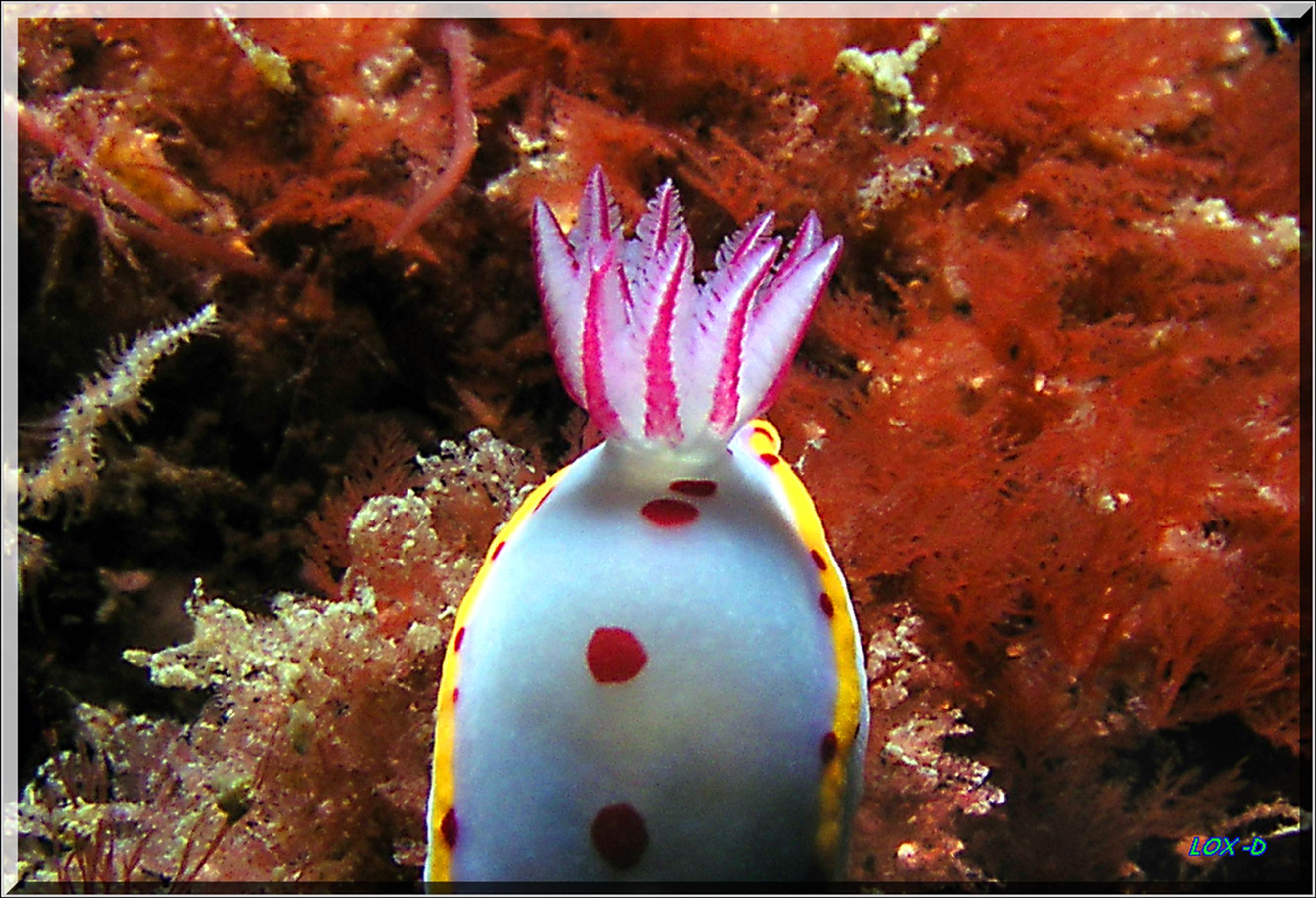 LoxPix Sub-Aqua Image