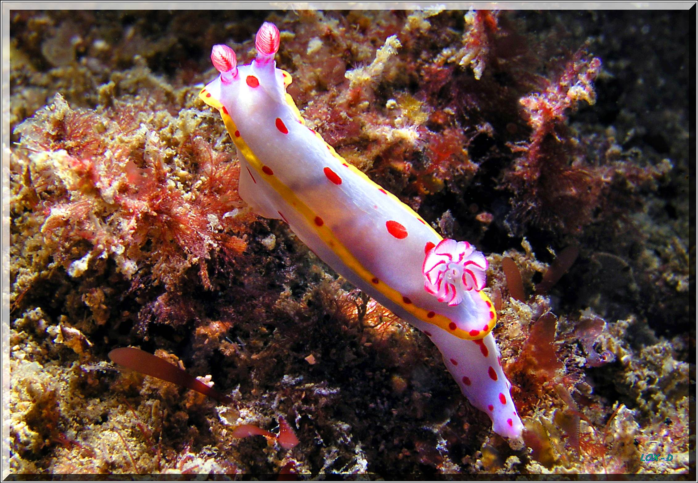 LoxPix Sub-Aqua Image