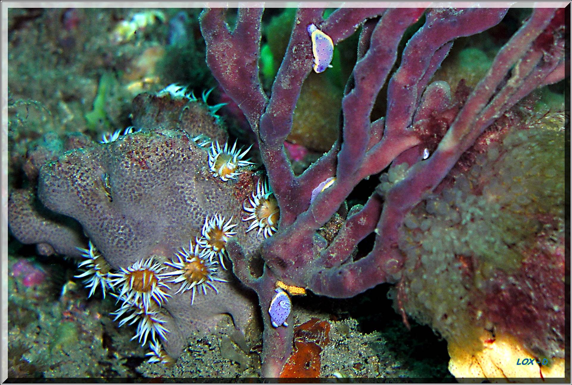 LoxPix Sub-Aqua Image