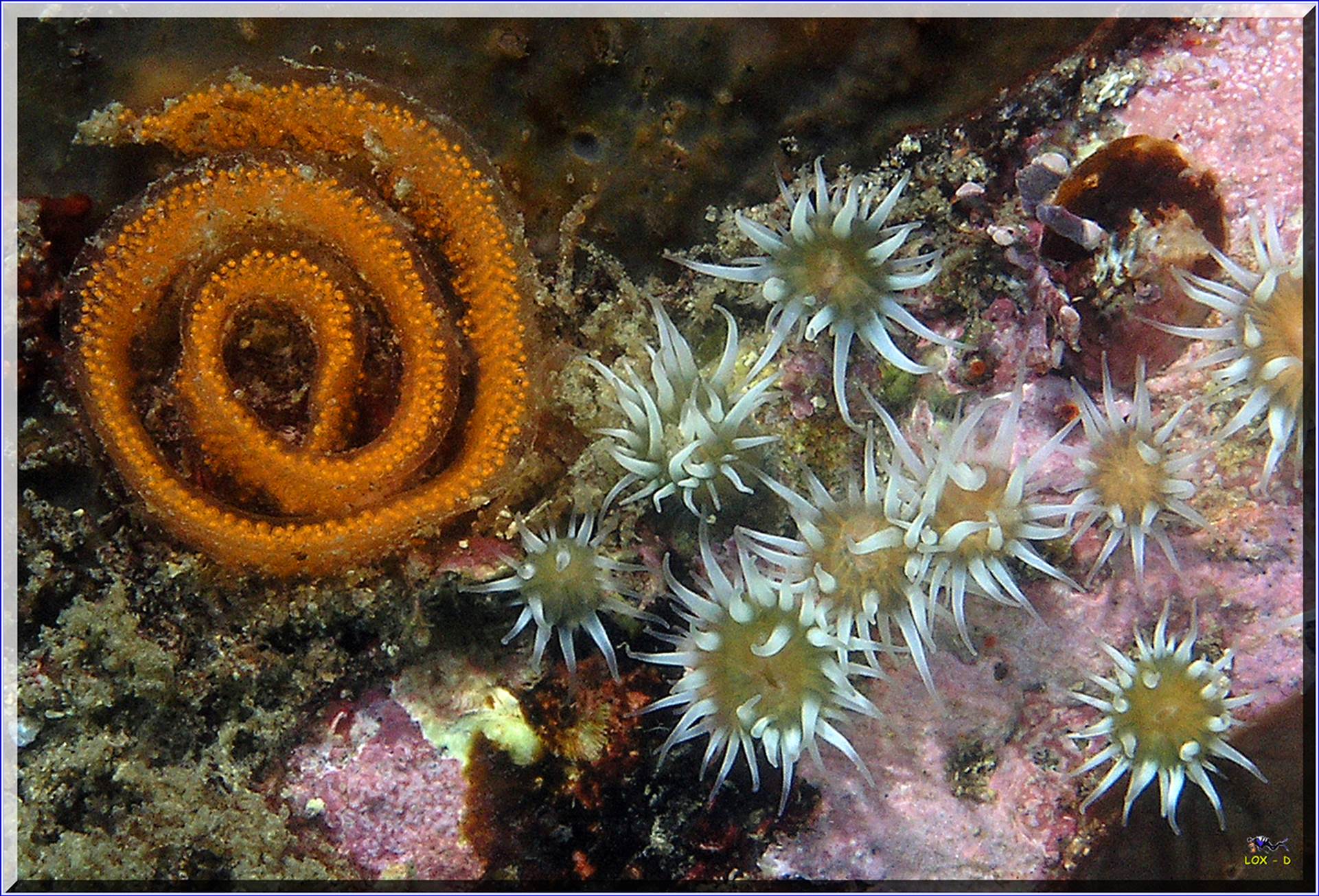 LoxPix Sub-Aqua Image