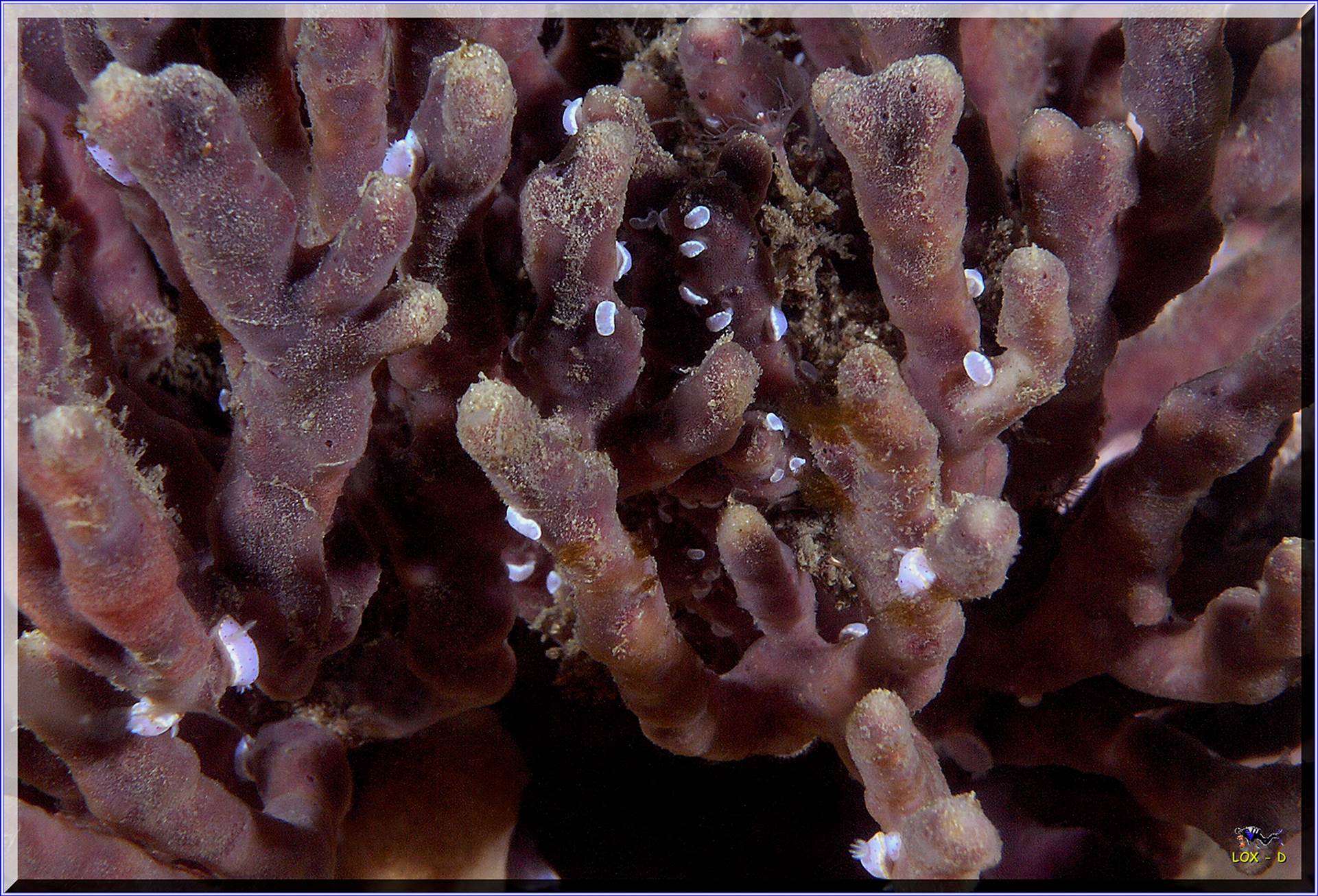 LoxPix Sub-Aqua Image