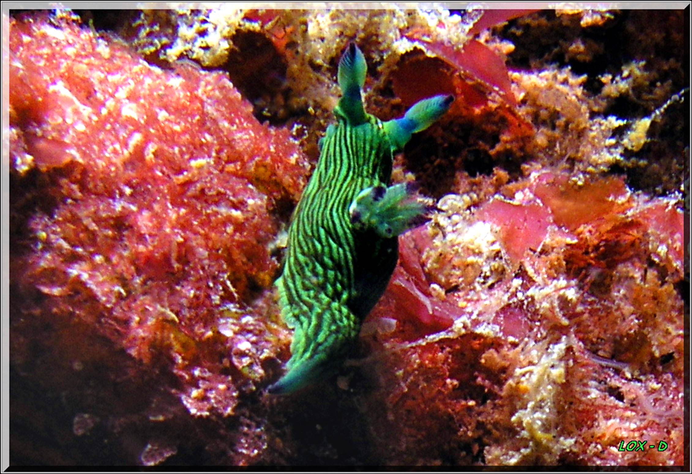 LoxPix Sub-Aqua Image