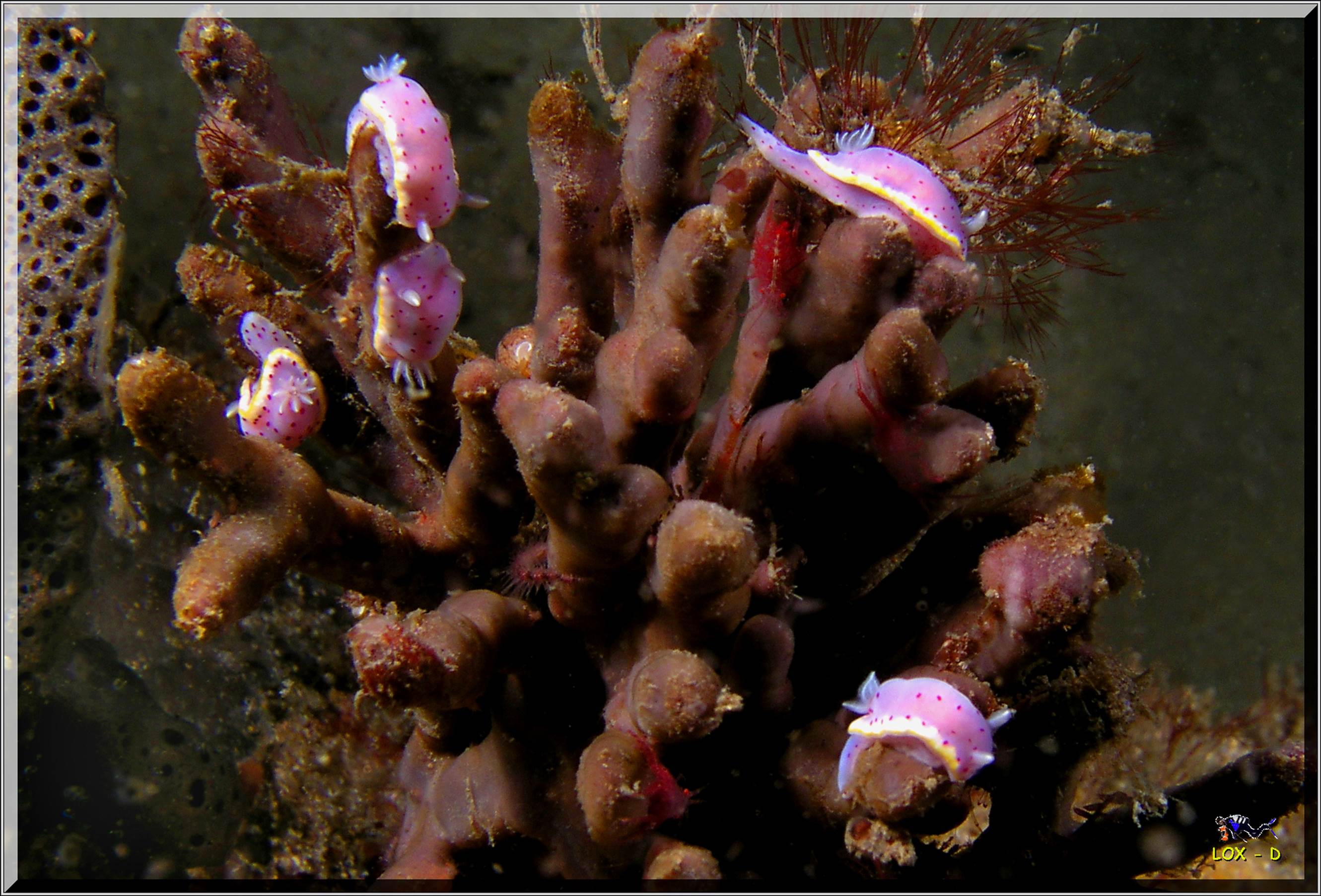 LoxPix Sub-Aqua Image