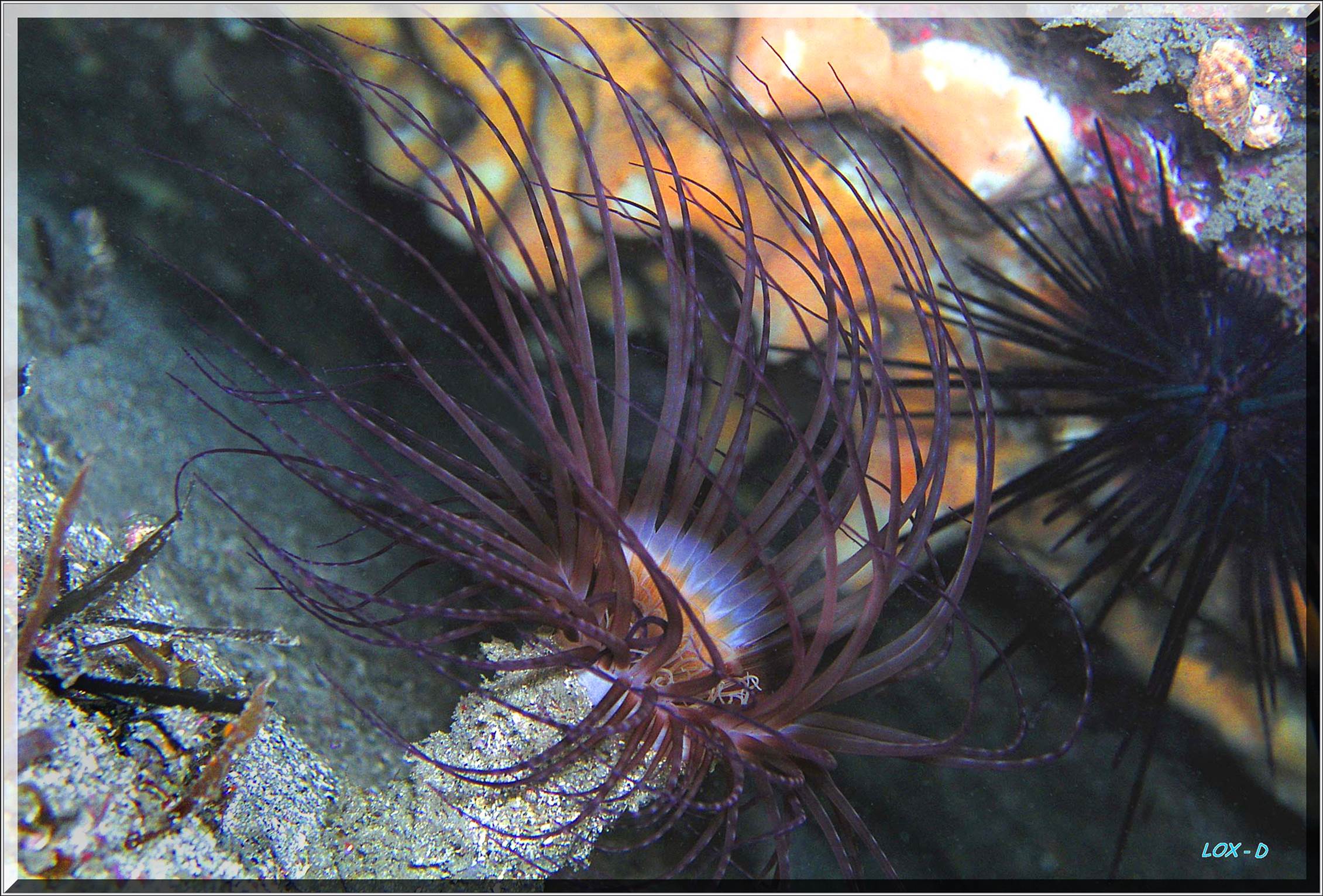 LoxPix Sub-Aqua Image