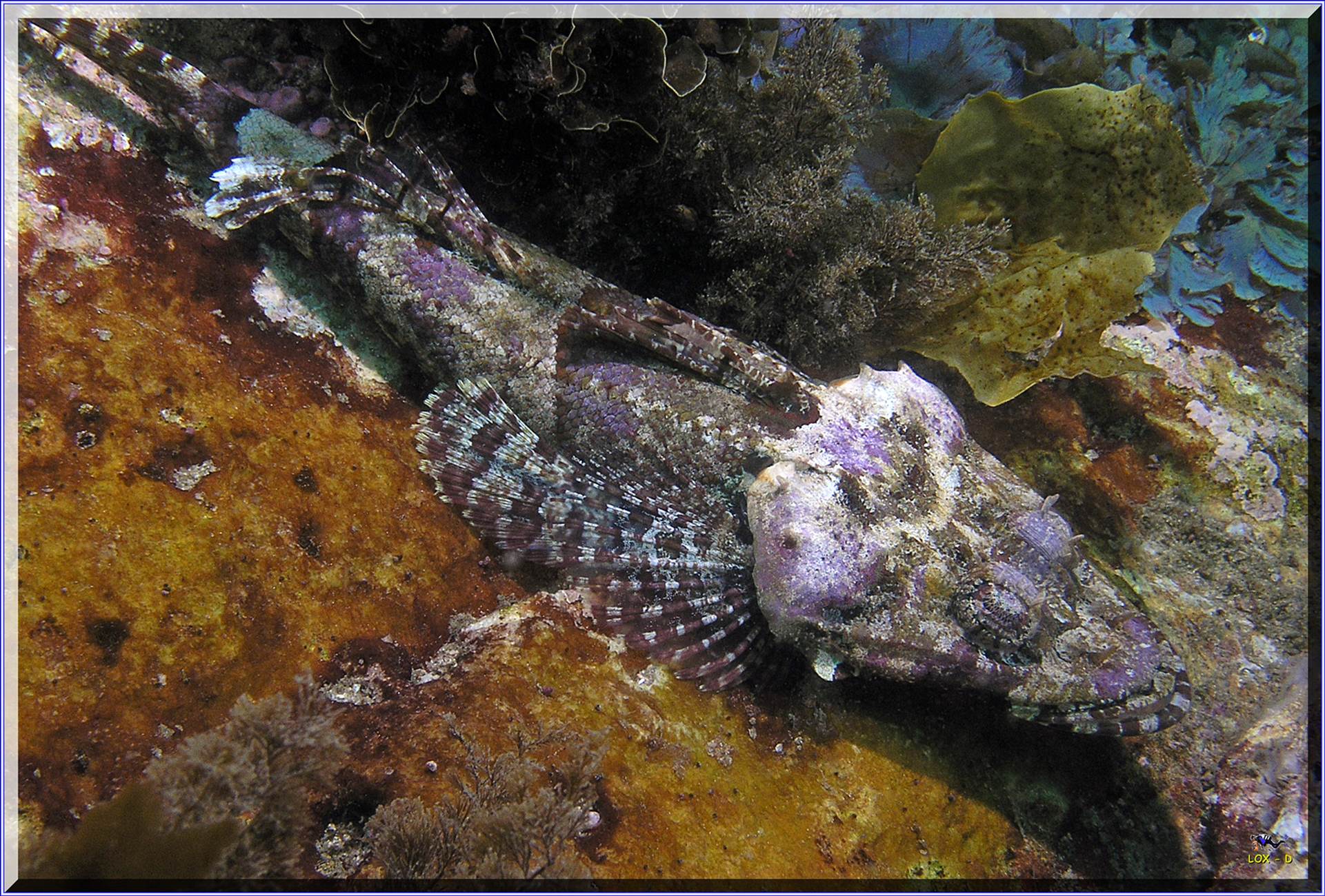 LoxPix Sub-Aqua Image