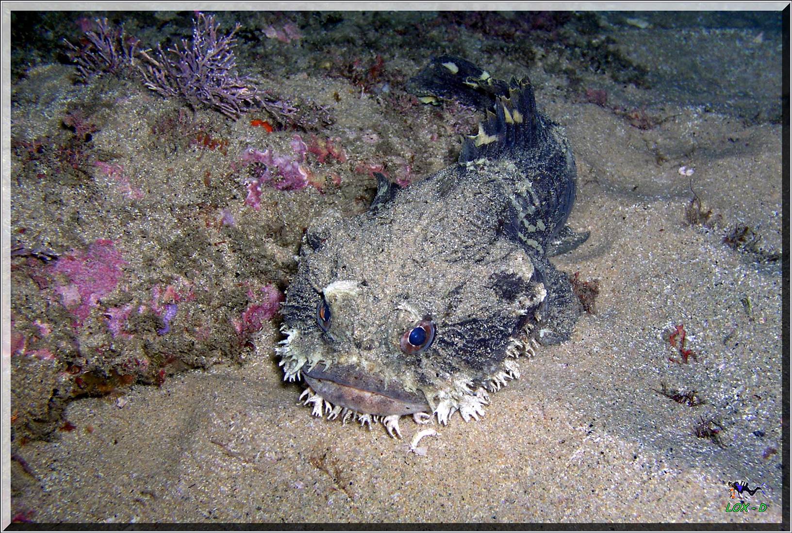 LoxPix Sub-Aqua Image