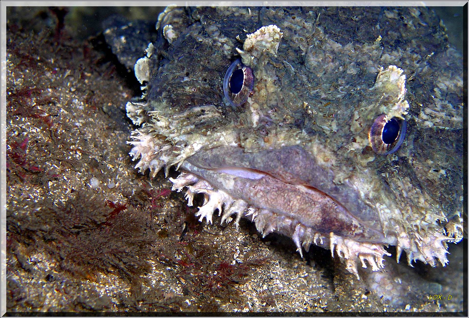 LoxPix Sub-Aqua Image