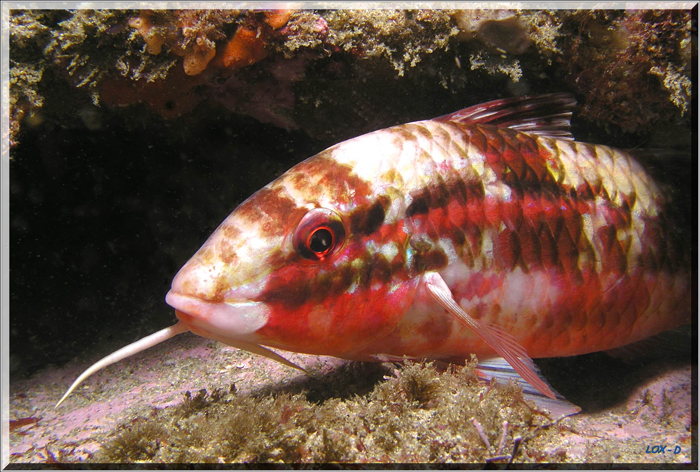 LoxPix Sub-Aqua Image