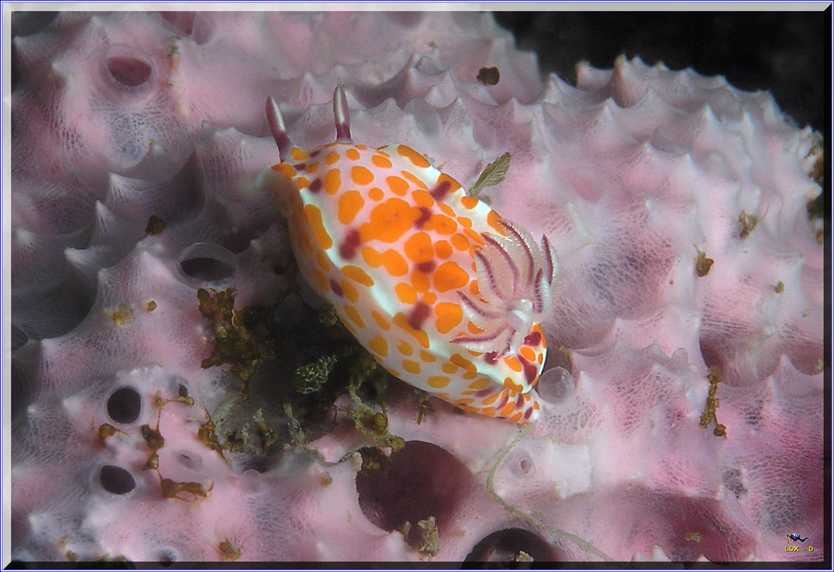 LoxPix Sub-Aqua Image