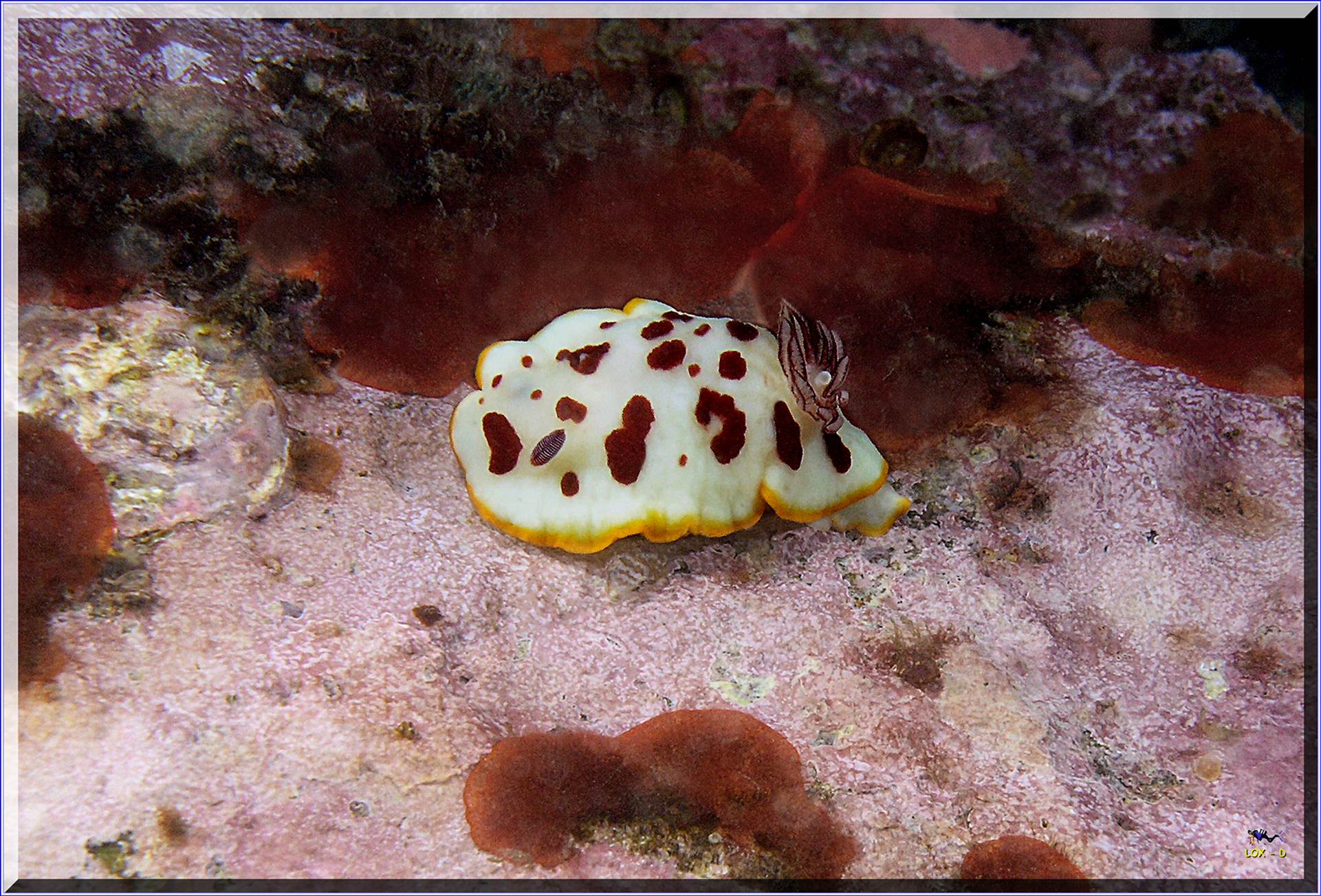 LoxPix Sub-Aqua Image