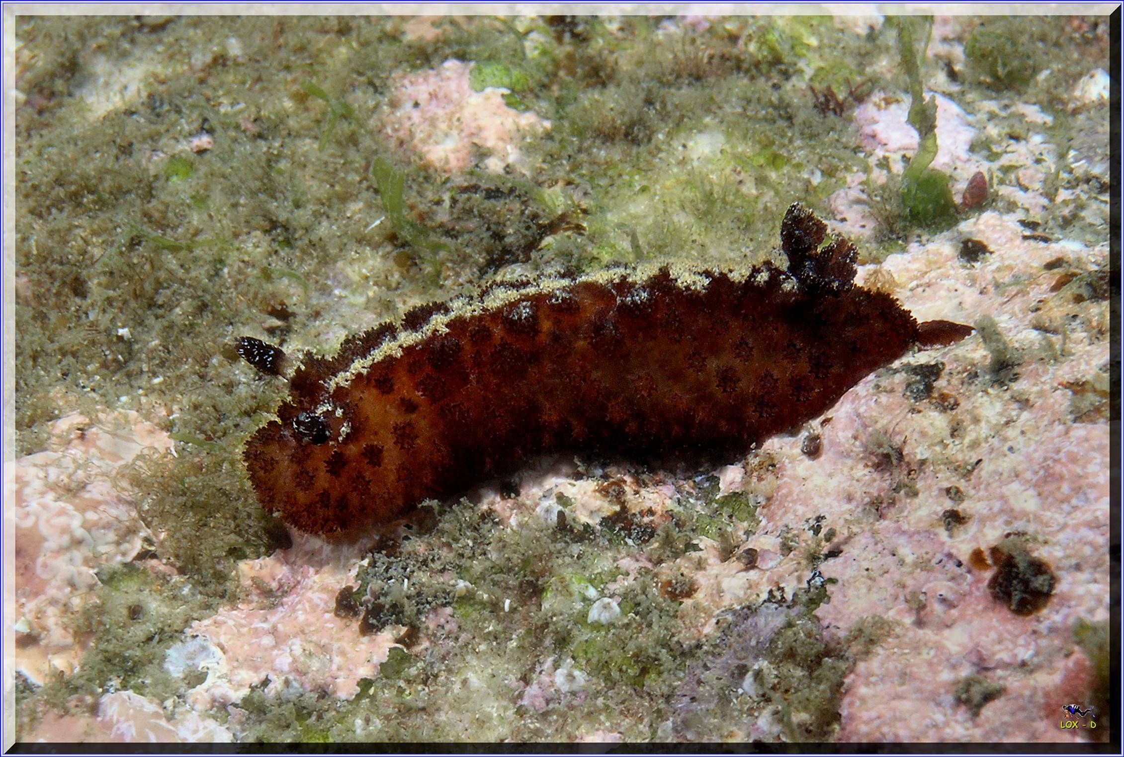 LoxPix Sub-Aqua Image