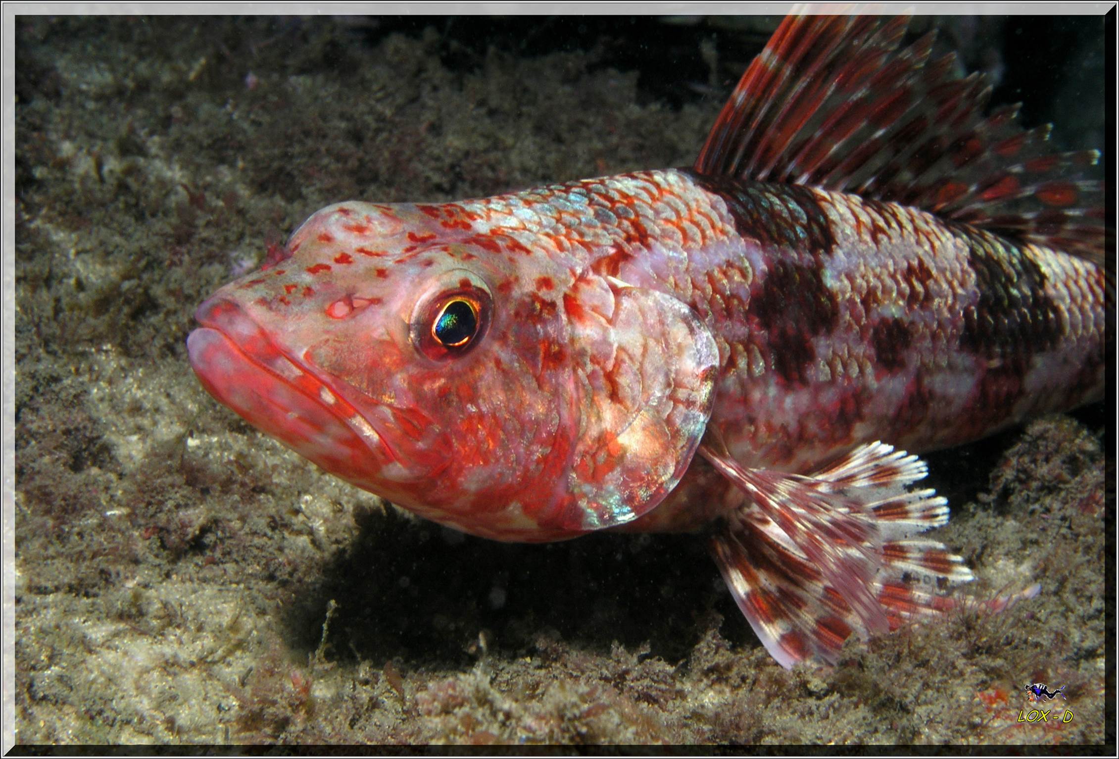 LoxPix Sub-Aqua Image