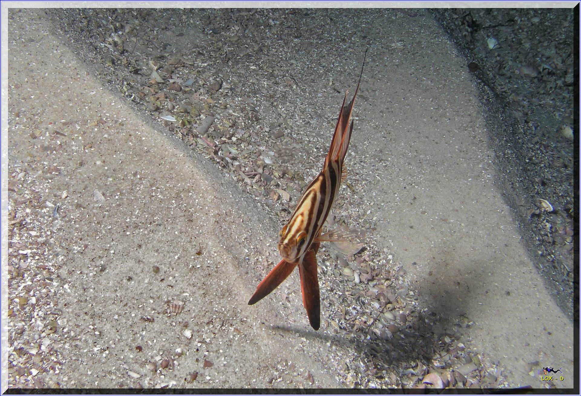 LoxPix Sub-Aqua Image