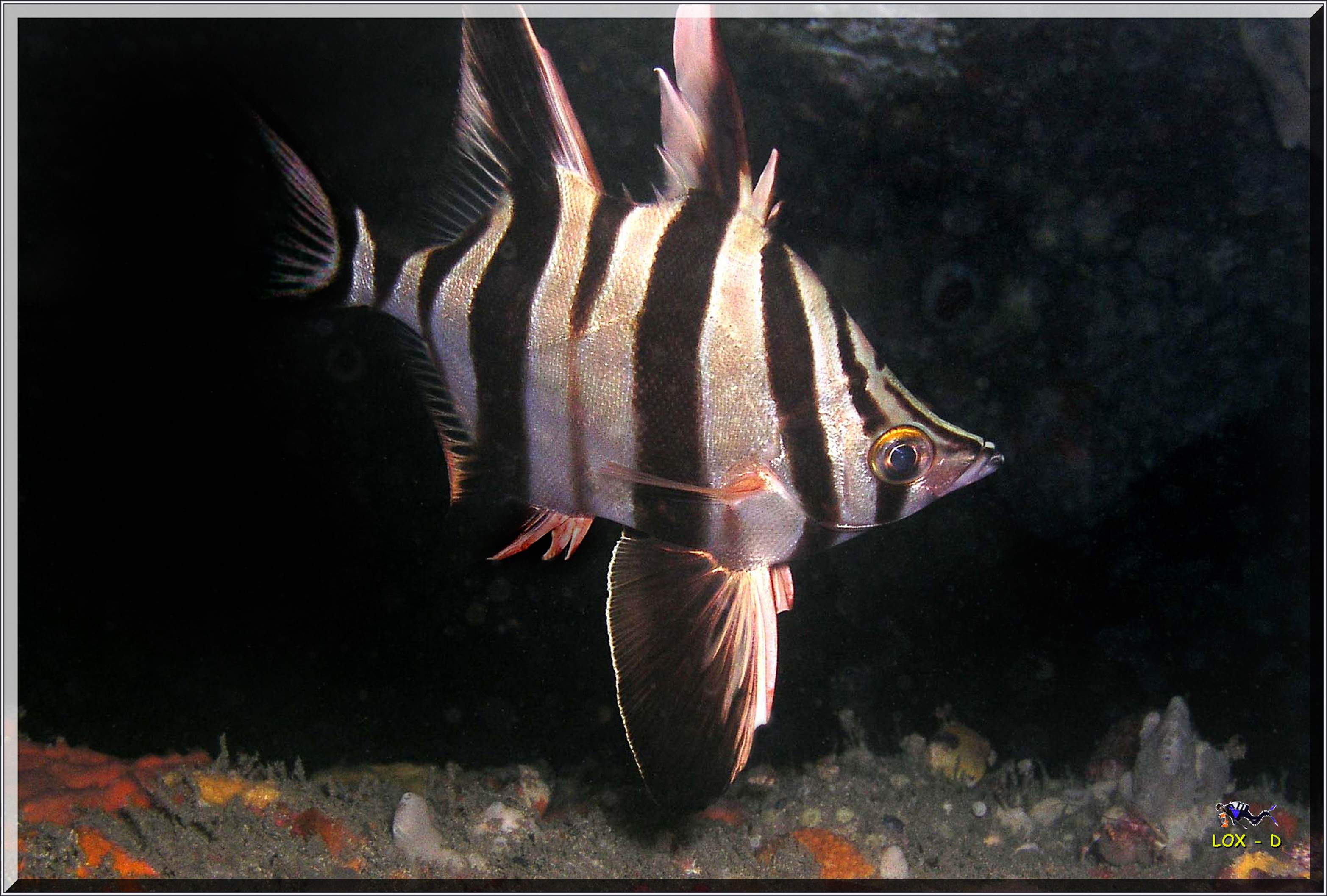 LoxPix Sub-Aqua Image