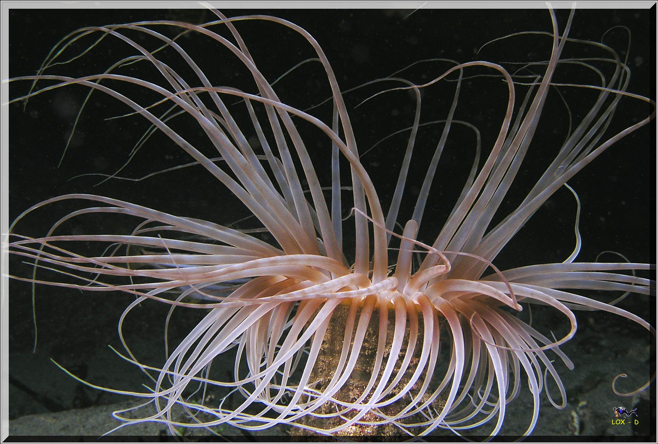 LoxPix Sub-Aqua Image