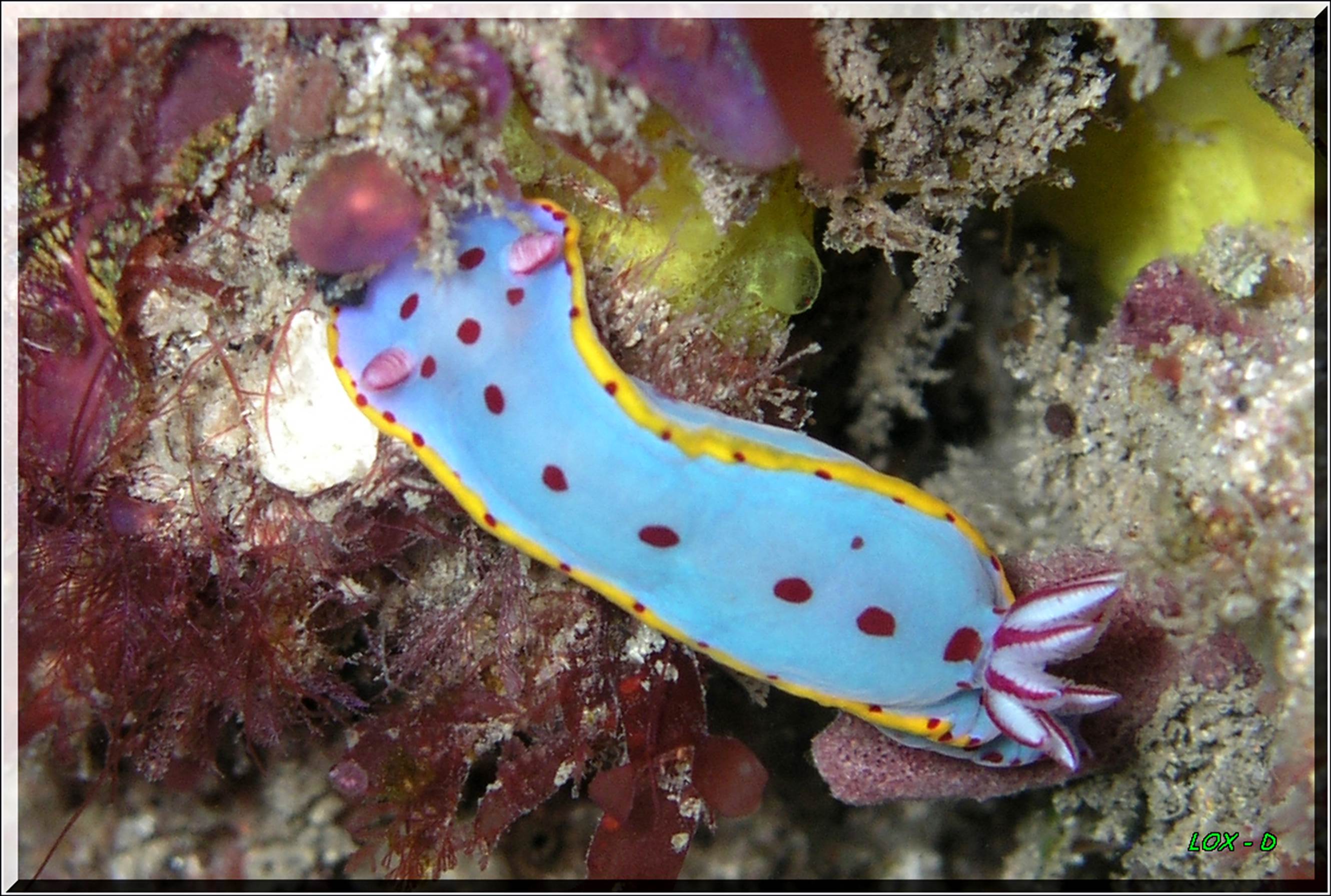 LoxPix Sub-Aqua Image