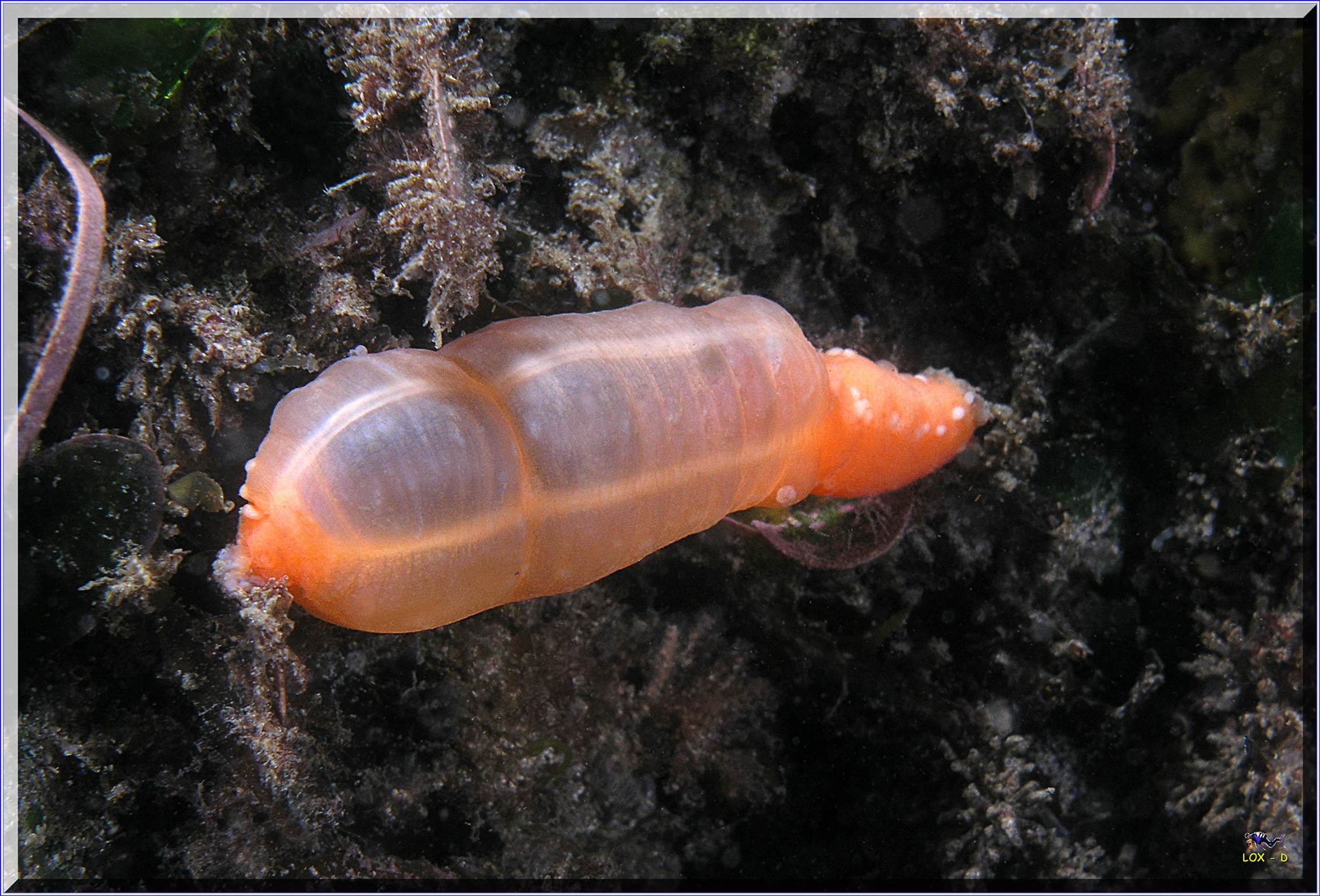 LoxPix Sub-Aqua Image