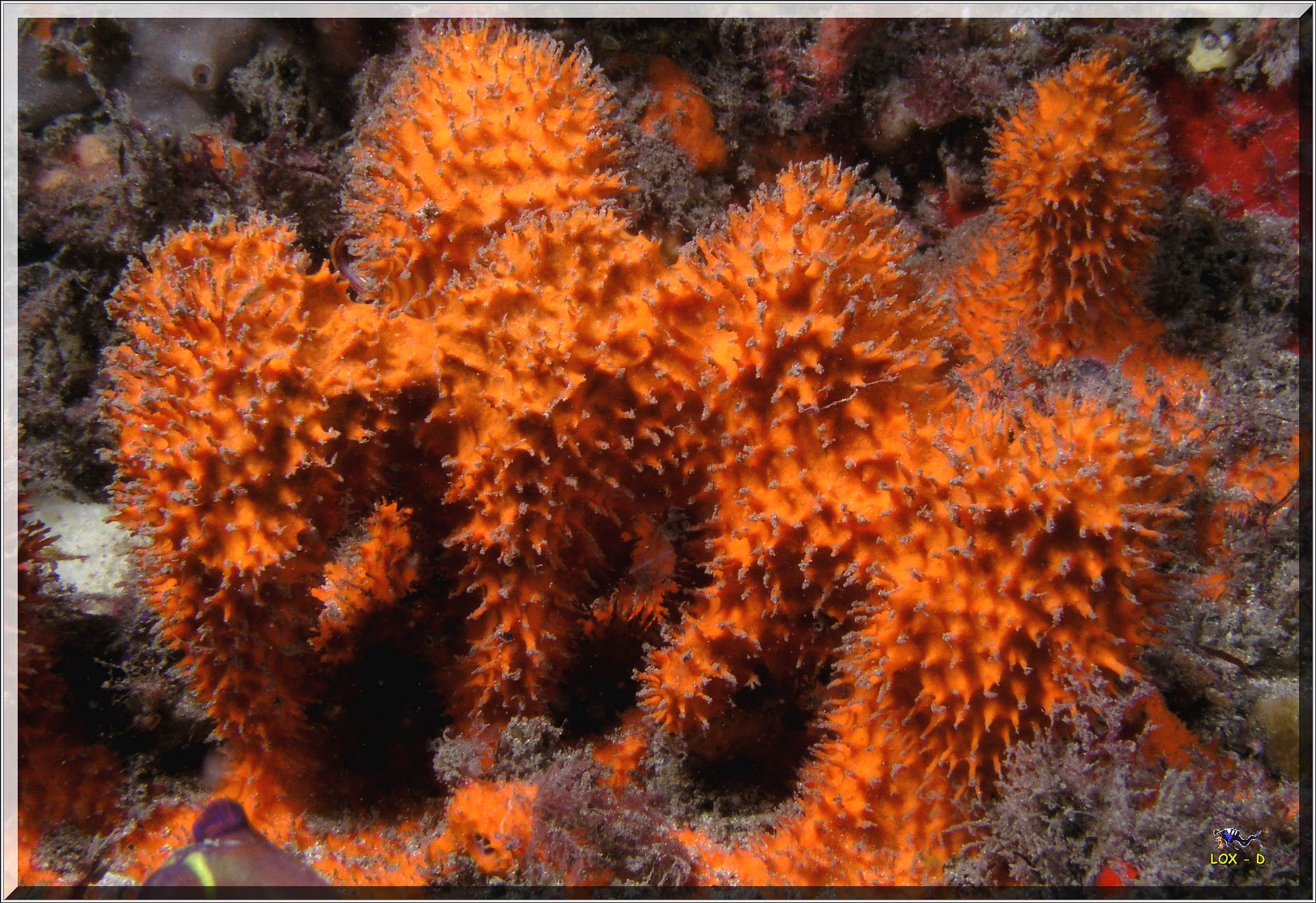 LoxPix Sub-Aqua Image