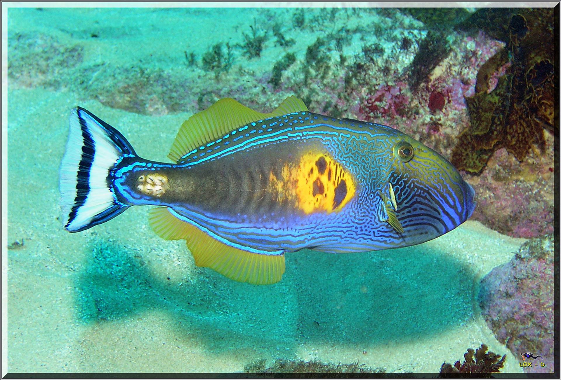 LoxPix Sub-Aqua Image