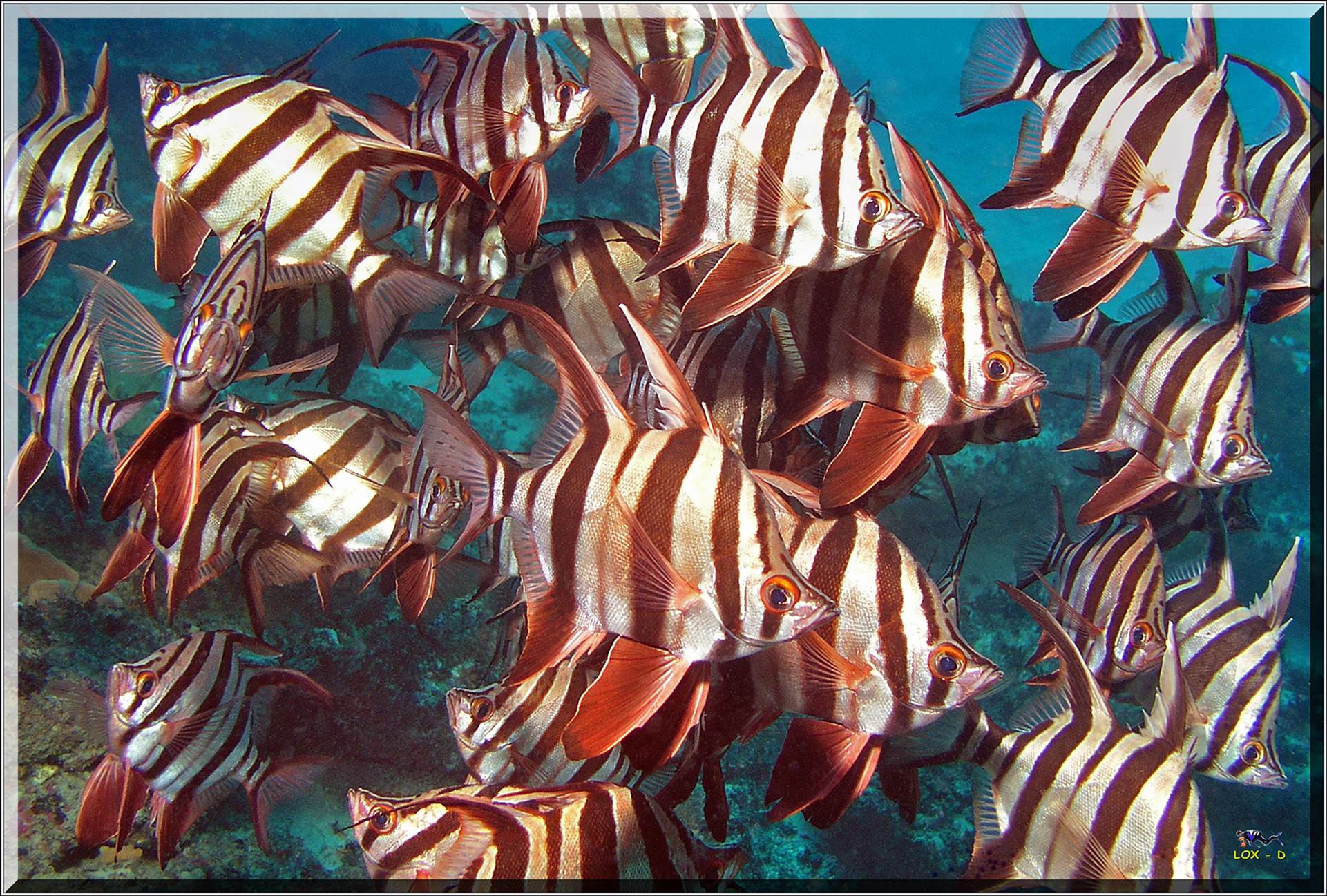 LoxPix Sub-Aqua Image