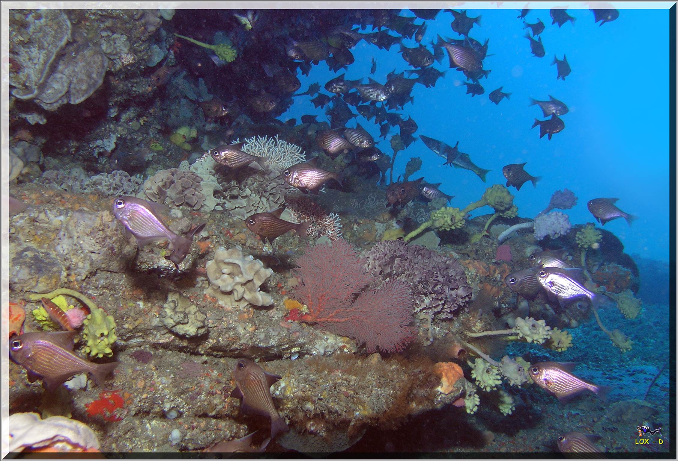 LoxPix Sub-Aqua Image