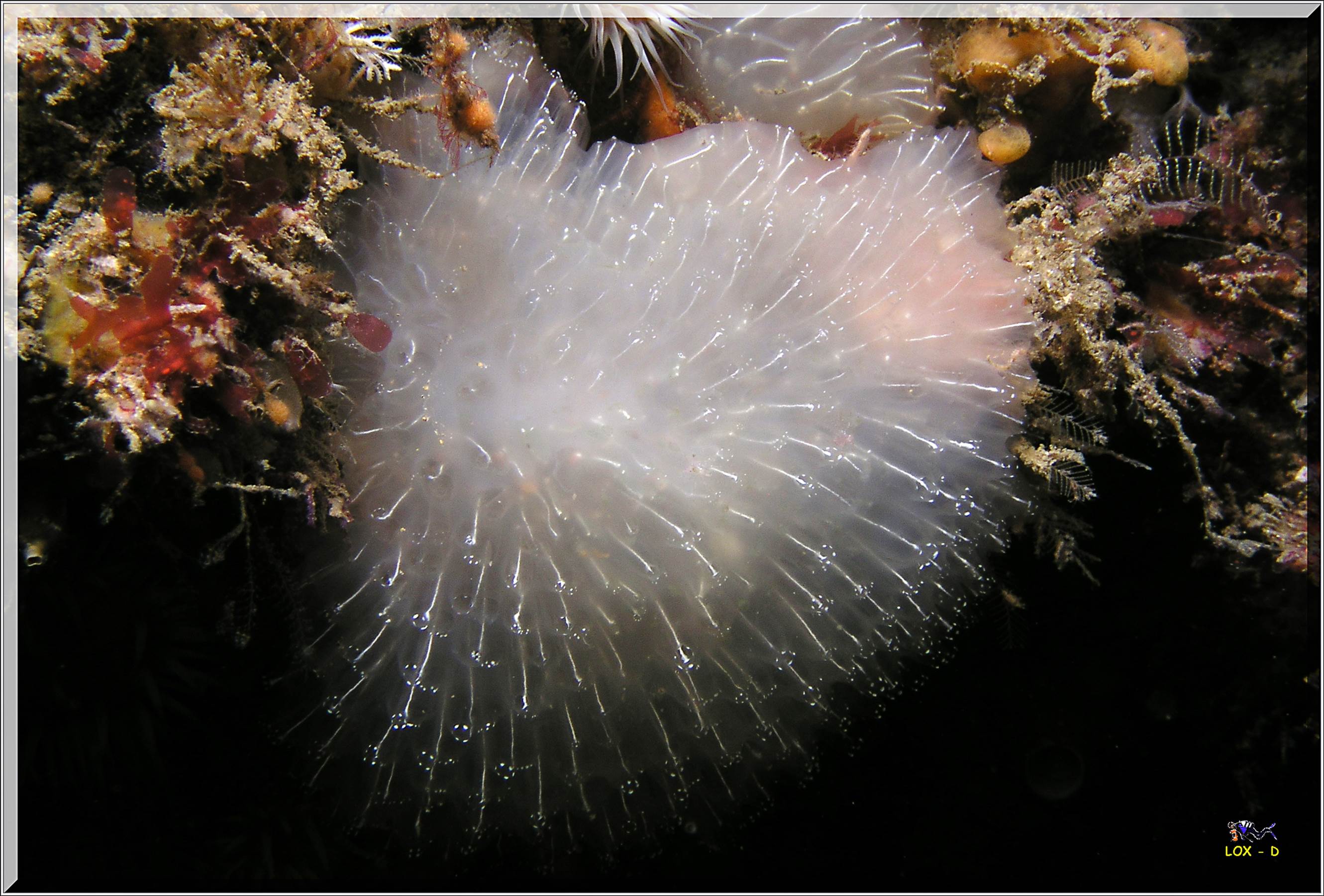 LoxPix Sub-Aqua Image