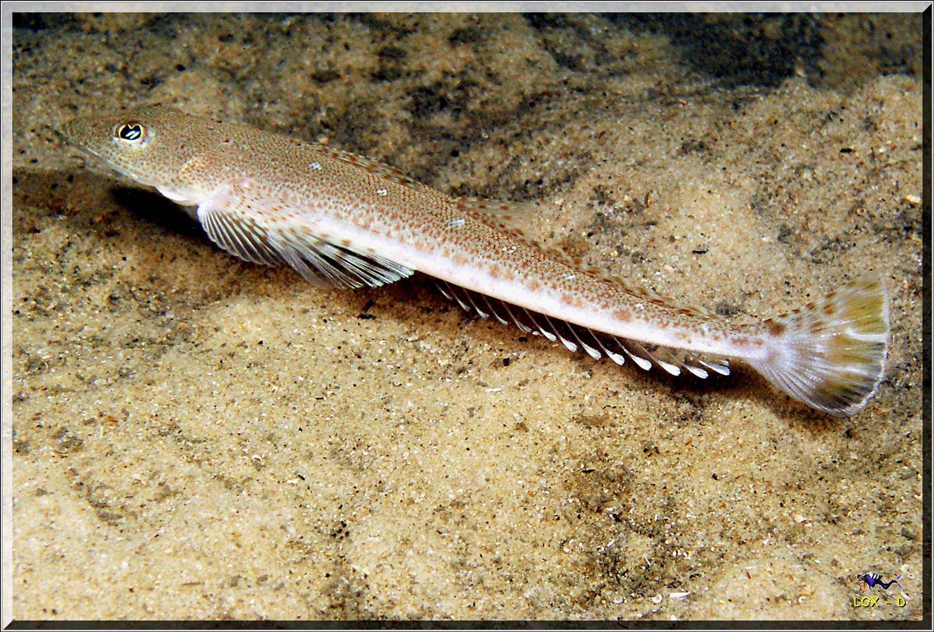 LoxPix Sub-Aqua Image