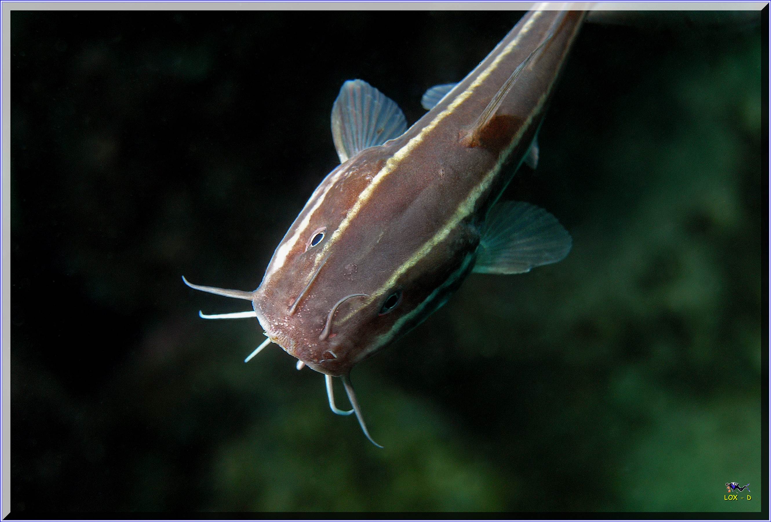 LoxPix Sub-Aqua Image