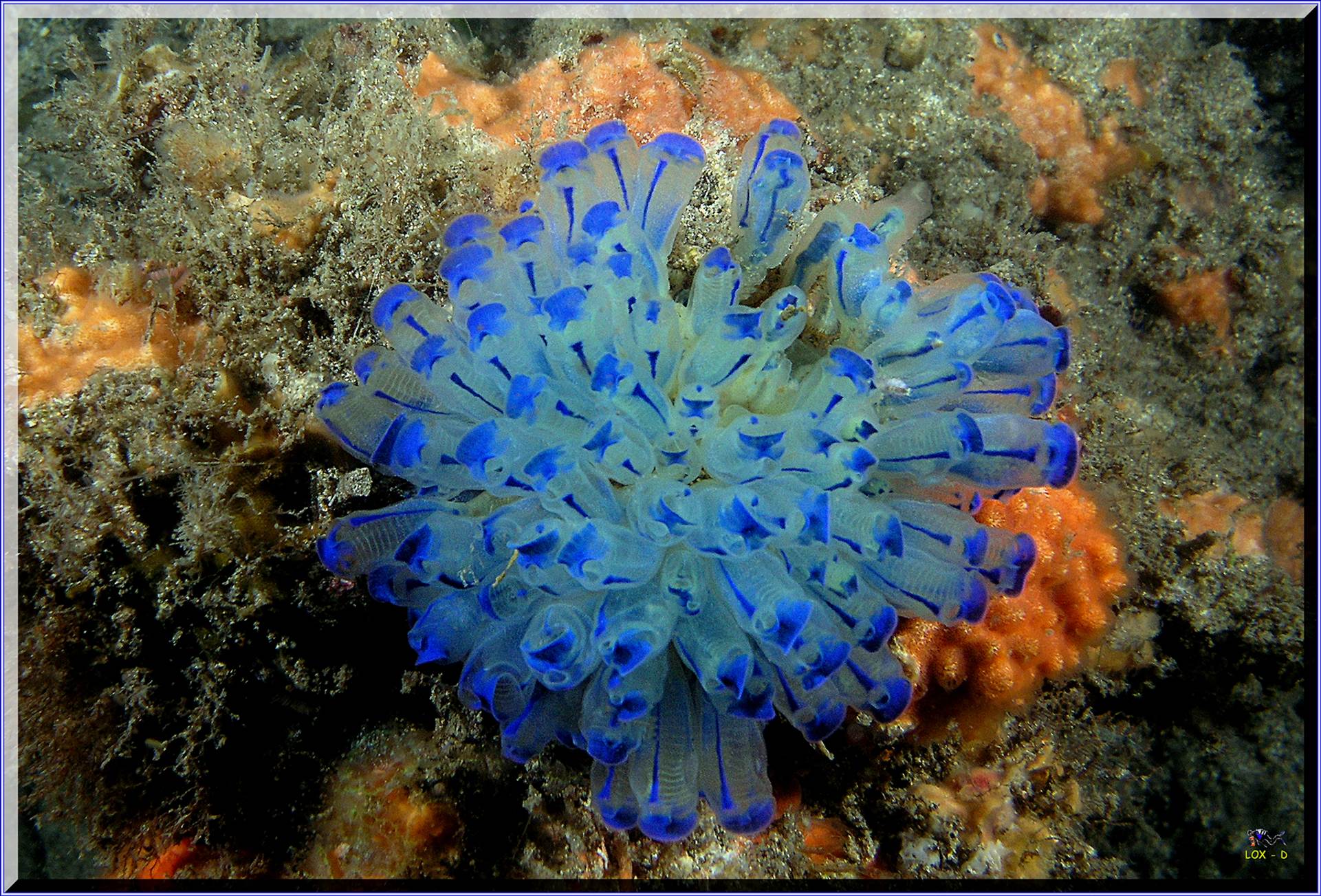 LoxPix Sub-Aqua Image