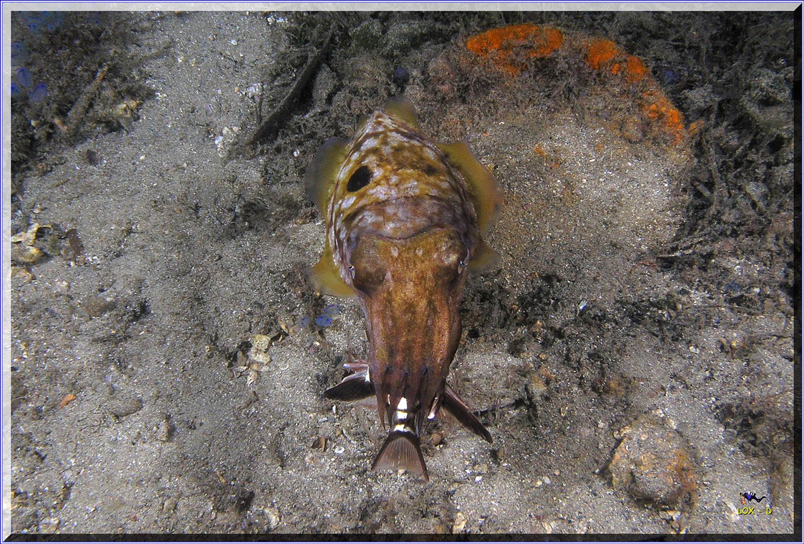 LoxPix Sub-Aqua Image