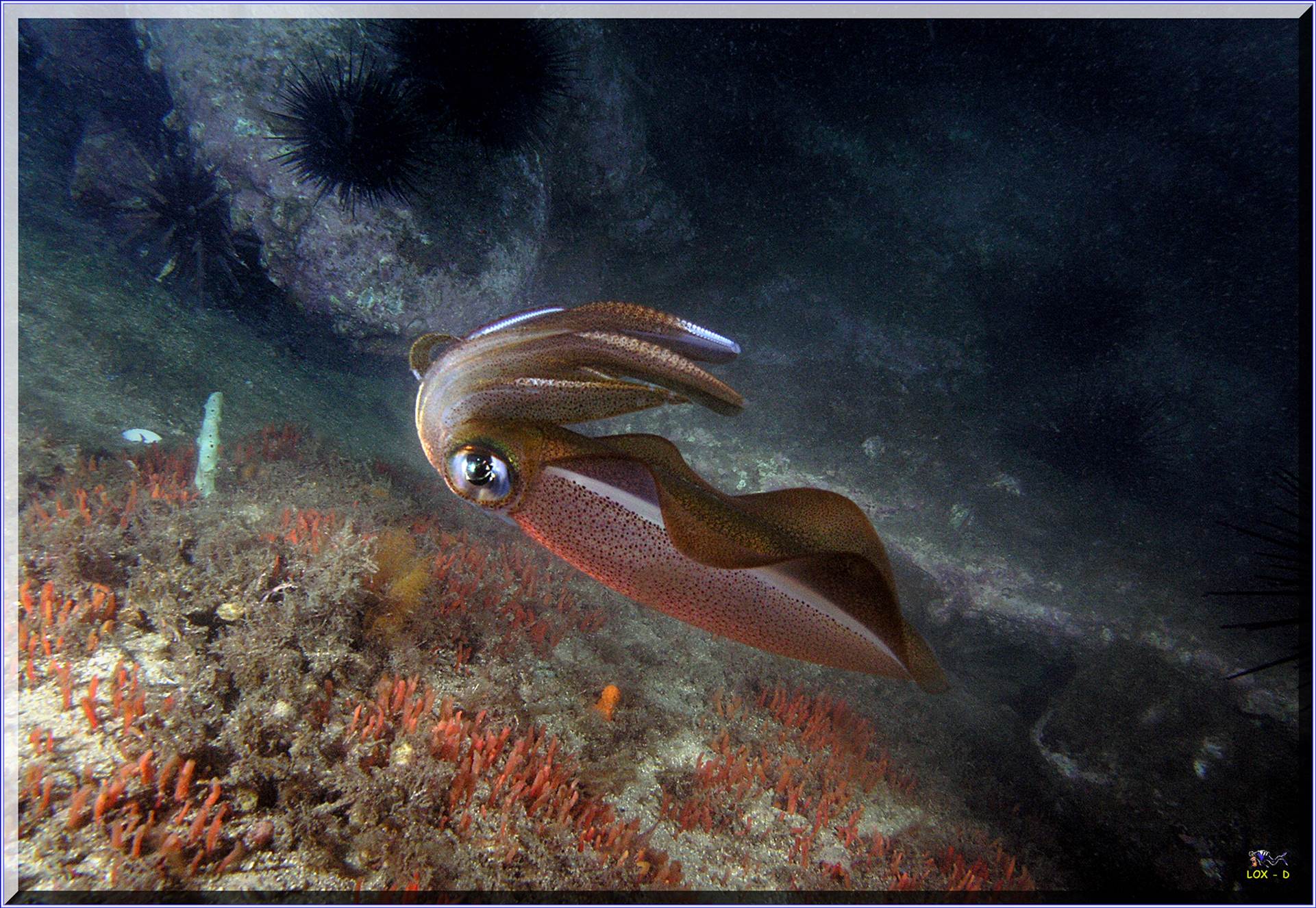 LoxPix Sub-Aqua Image