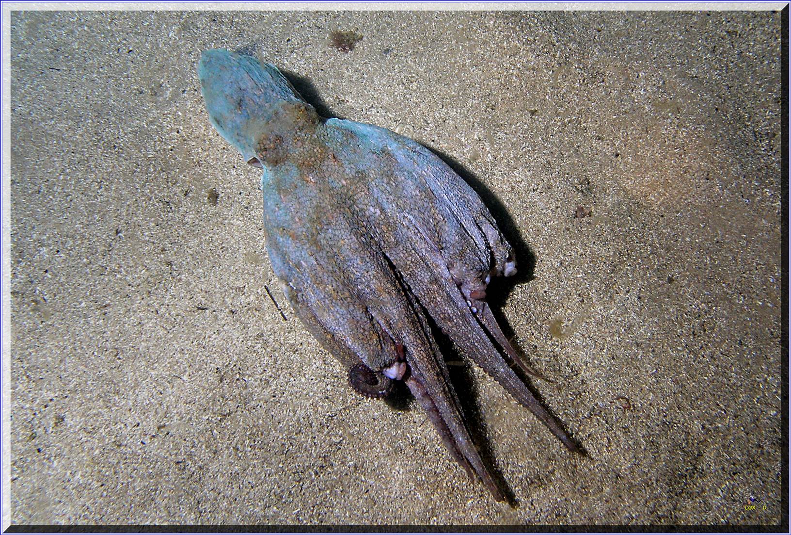 LoxPix Sub-Aqua Image