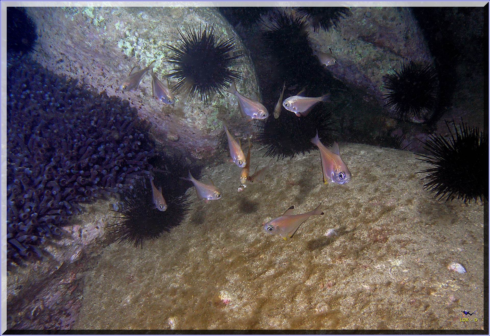 LoxPix Sub-Aqua Image