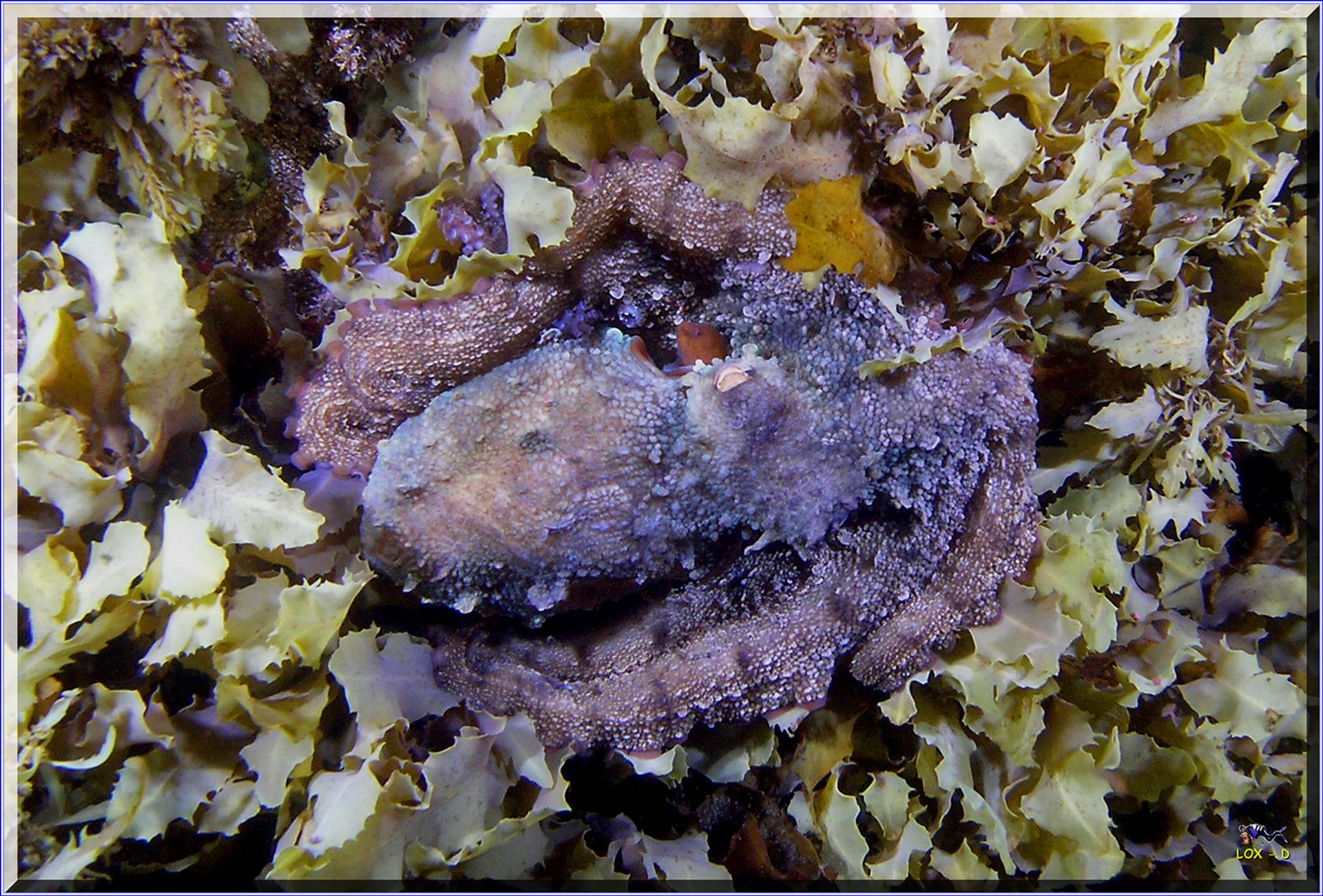 LoxPix Sub-Aqua Image