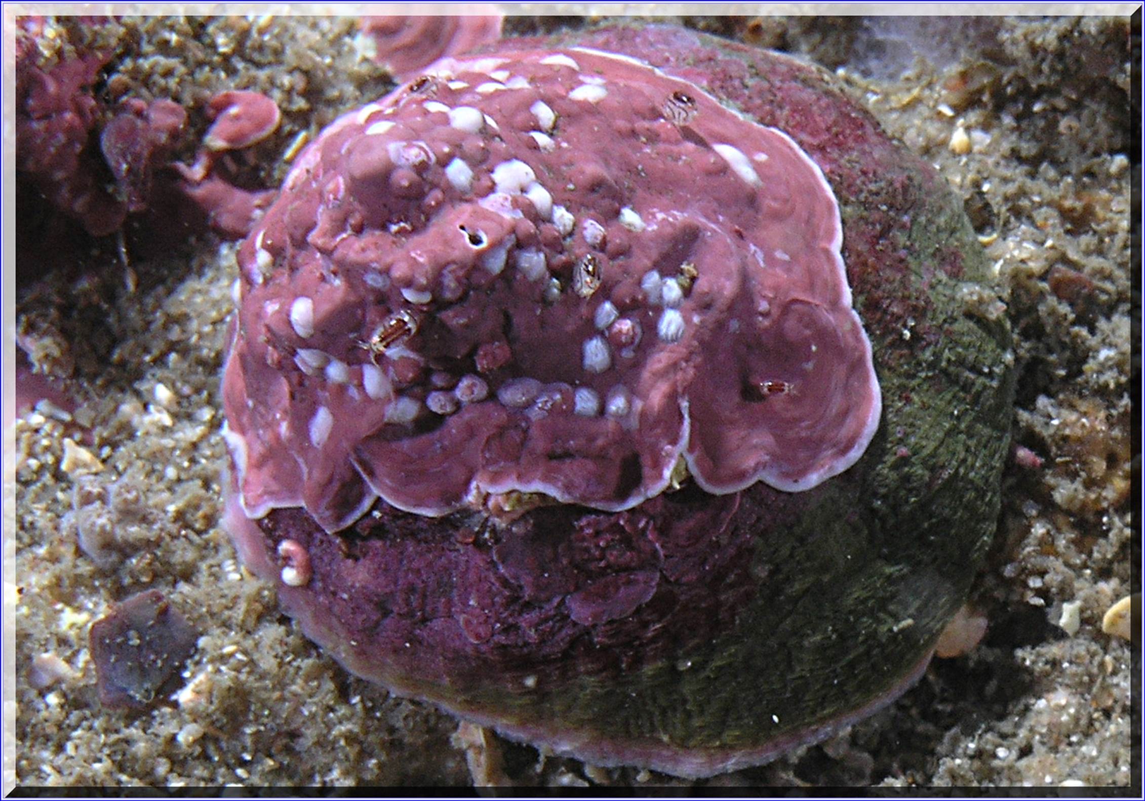 LoxPix Sub-Aqua Image