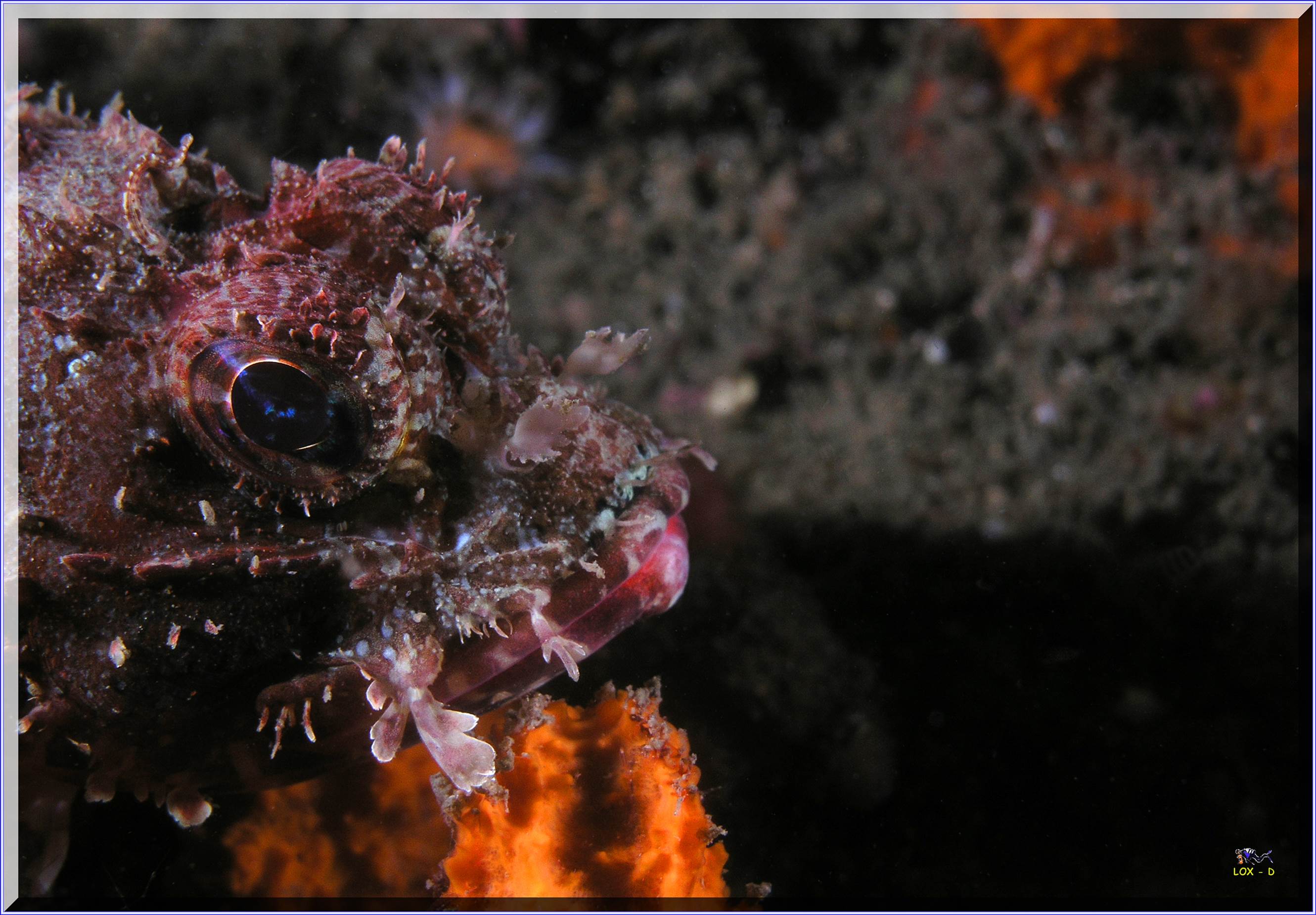 LoxPix Sub-Aqua Image