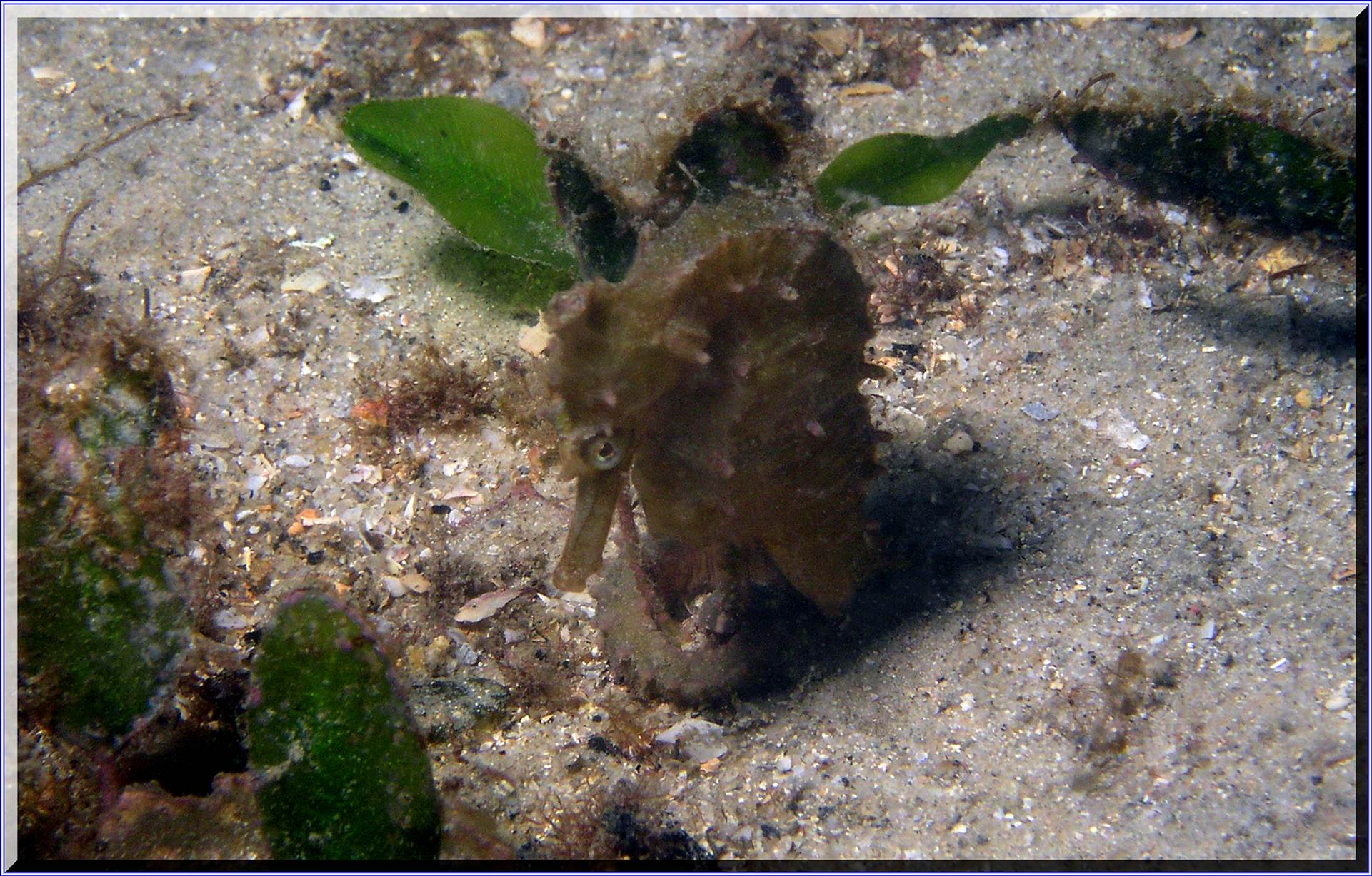 LoxPix Sub-Aqua Image