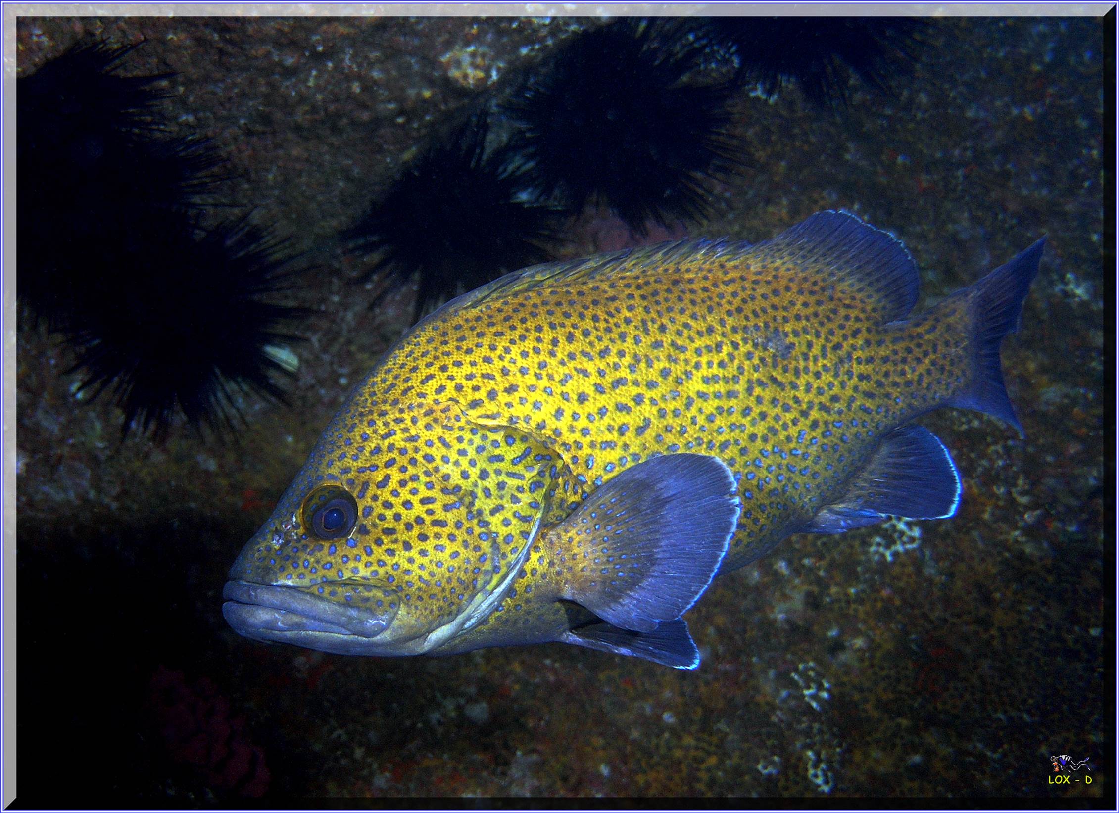 LoxPix Sub-Aqua Image