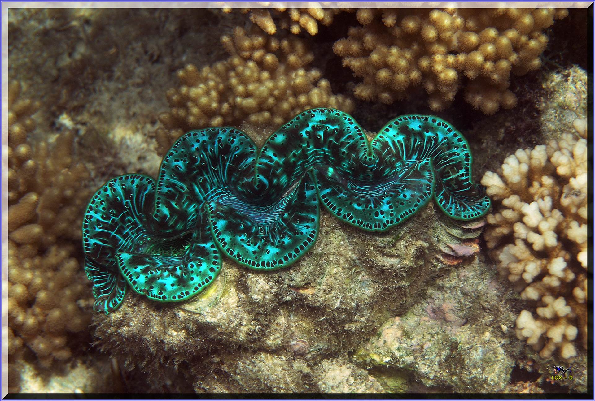 LoxPix Sub-Aqua Image