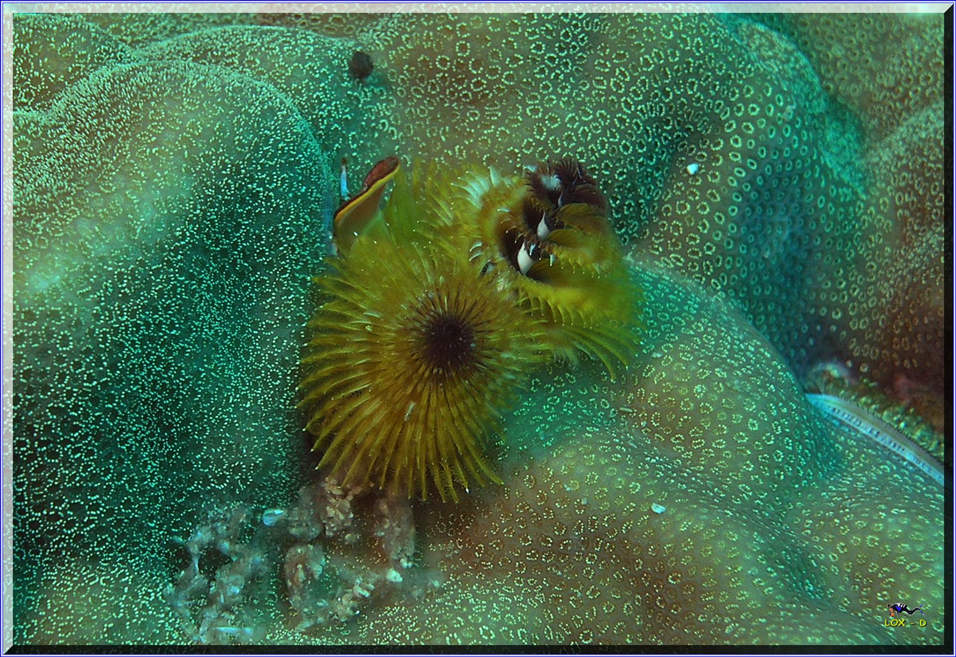 LoxPix Sub-Aqua Image